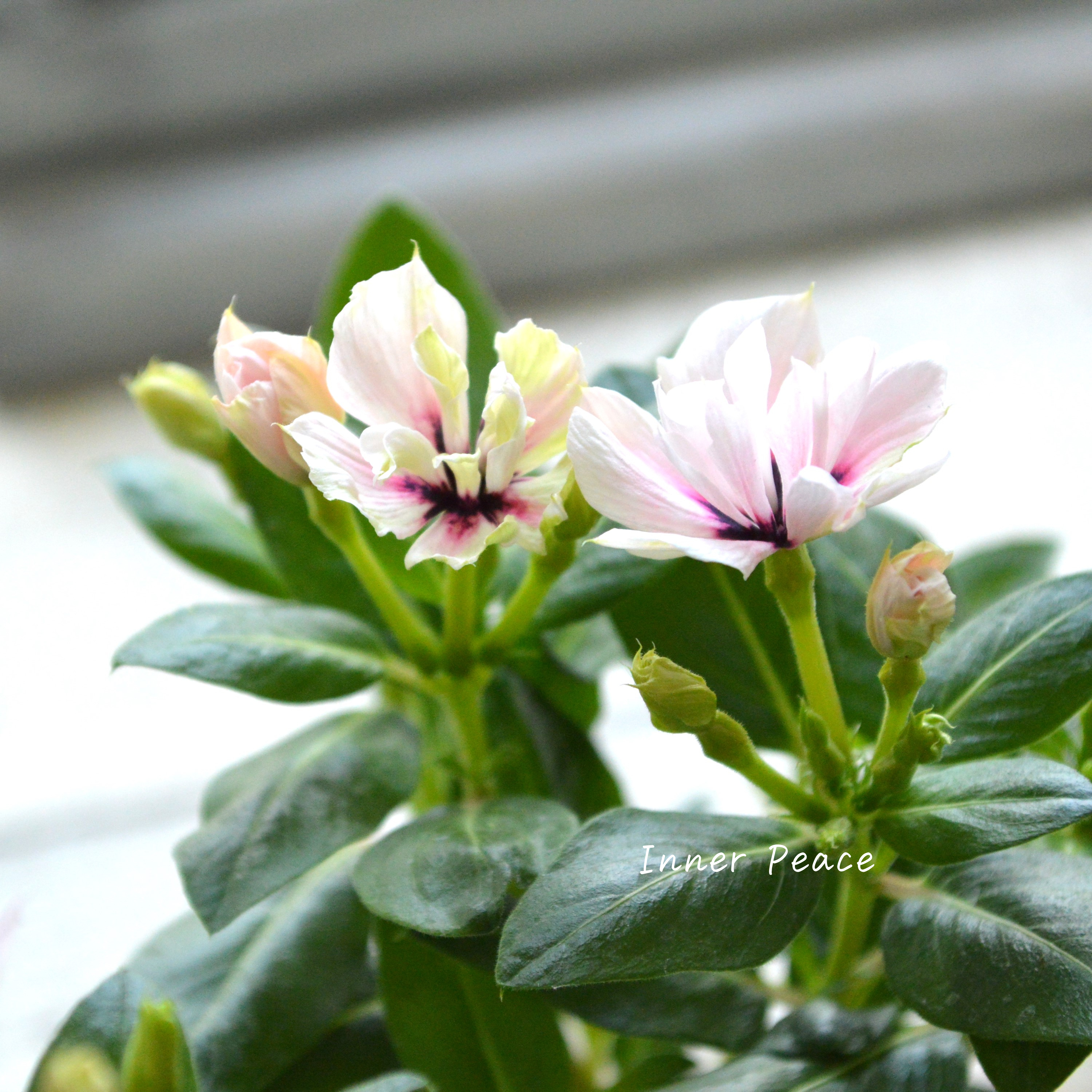 【北島園芸さん】 ニチニチソウ(八重咲き) 『ミラシリーズ・モネ』 3.5寸POT