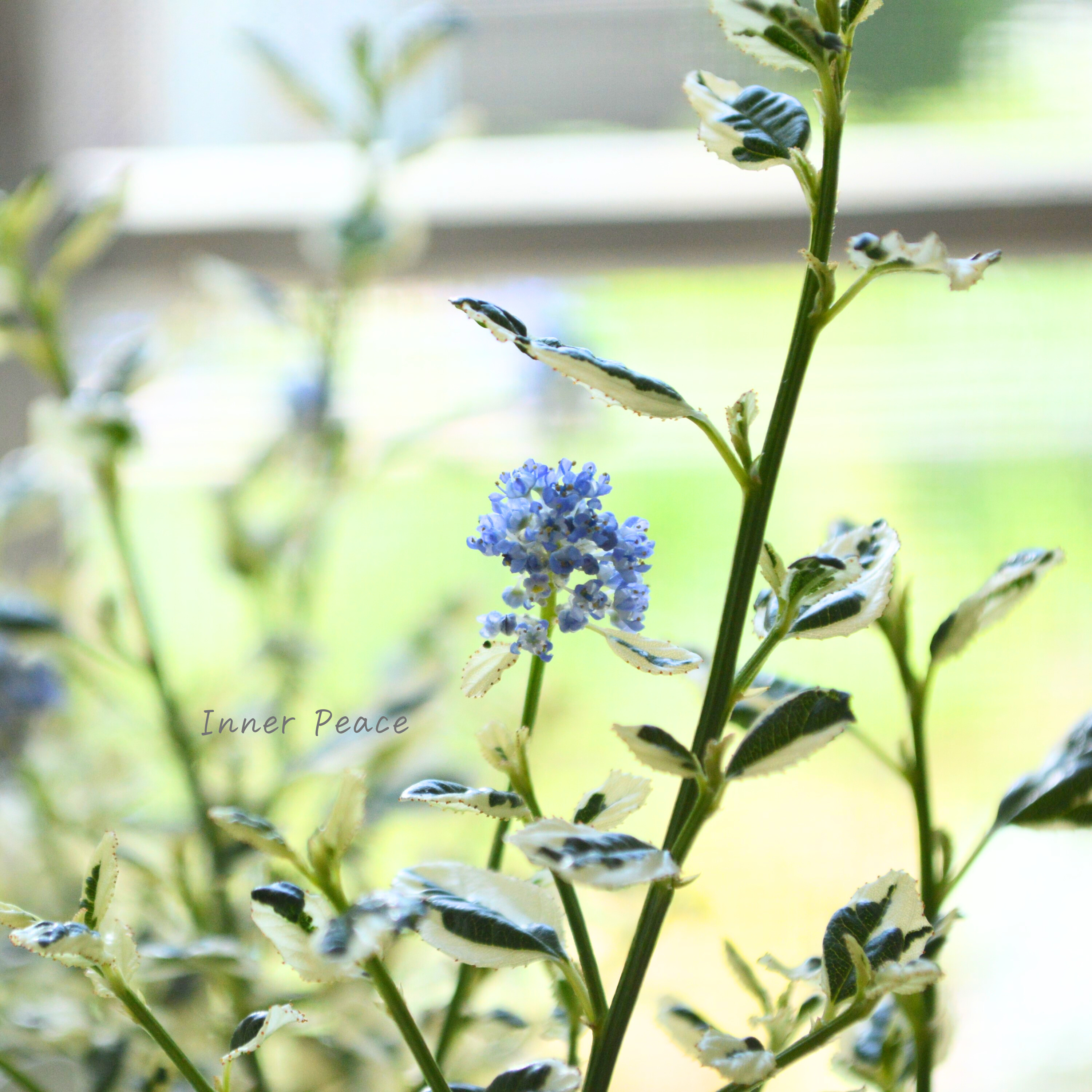 【人気】 セアノサス 『クールブルー』 3寸POT