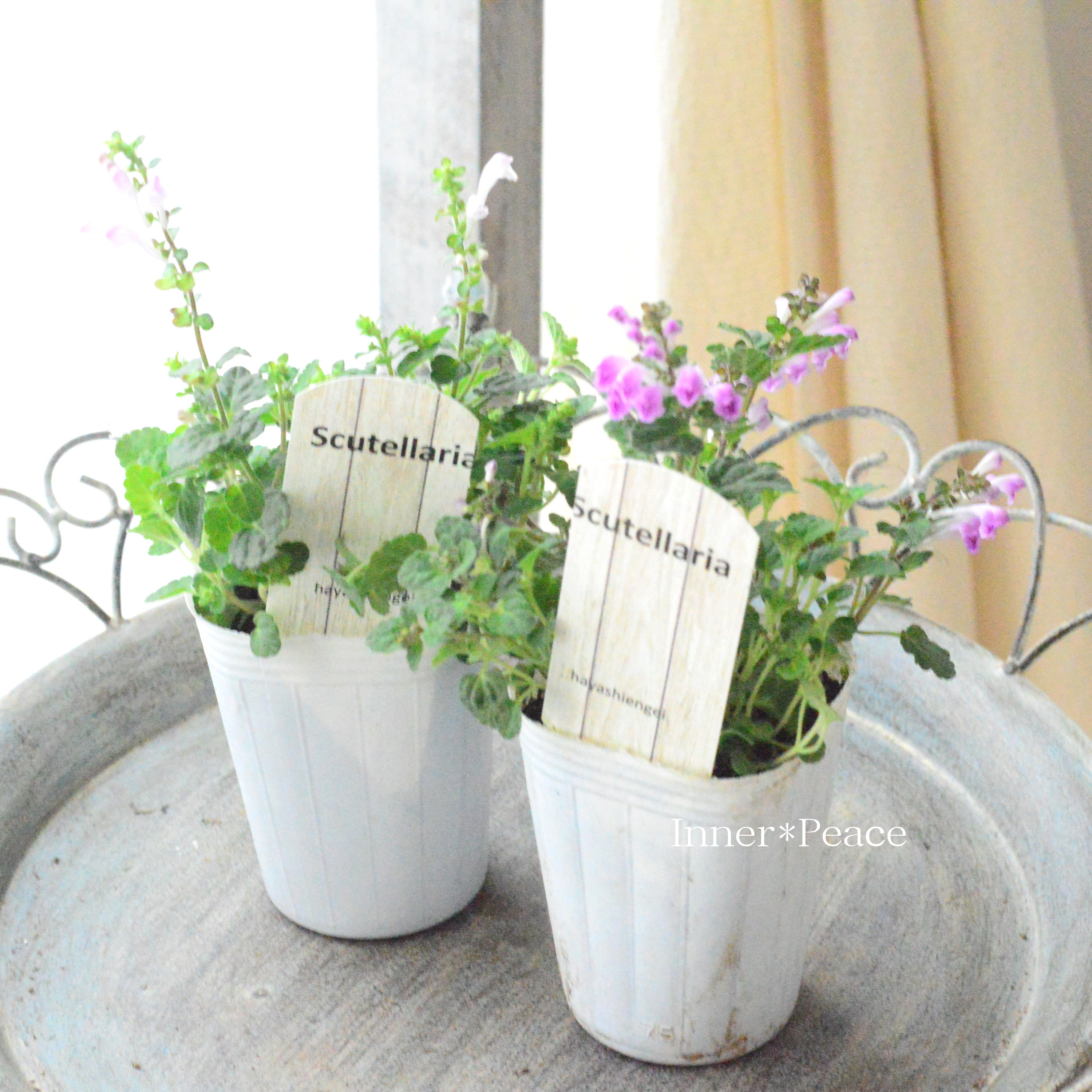 【美しい】 スクテラリア(タツナミソウ) 『ピンク』 2.5寸POT