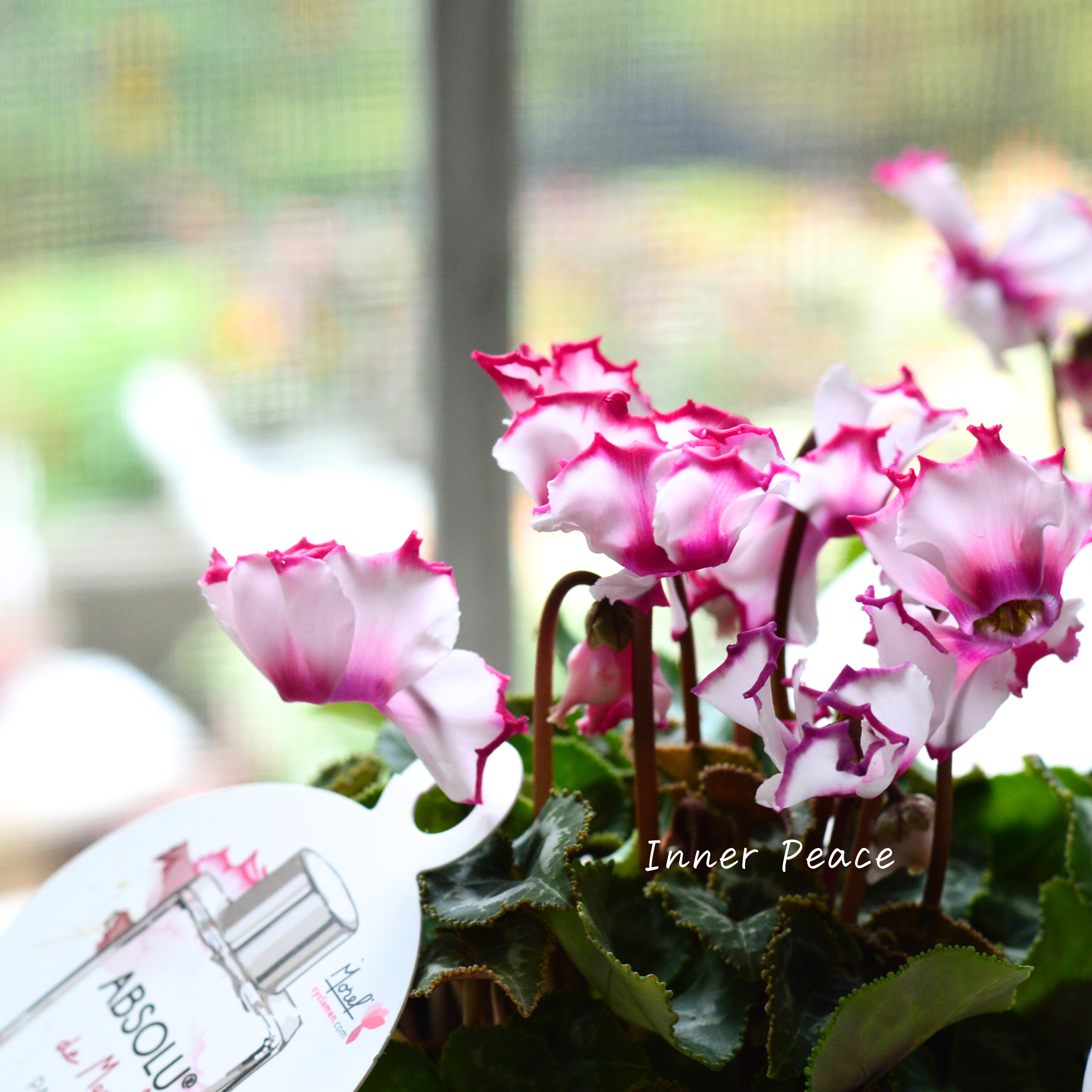 【芳香】 ガーデンシクラメン 『アブソルドゥモレル』 3寸POT