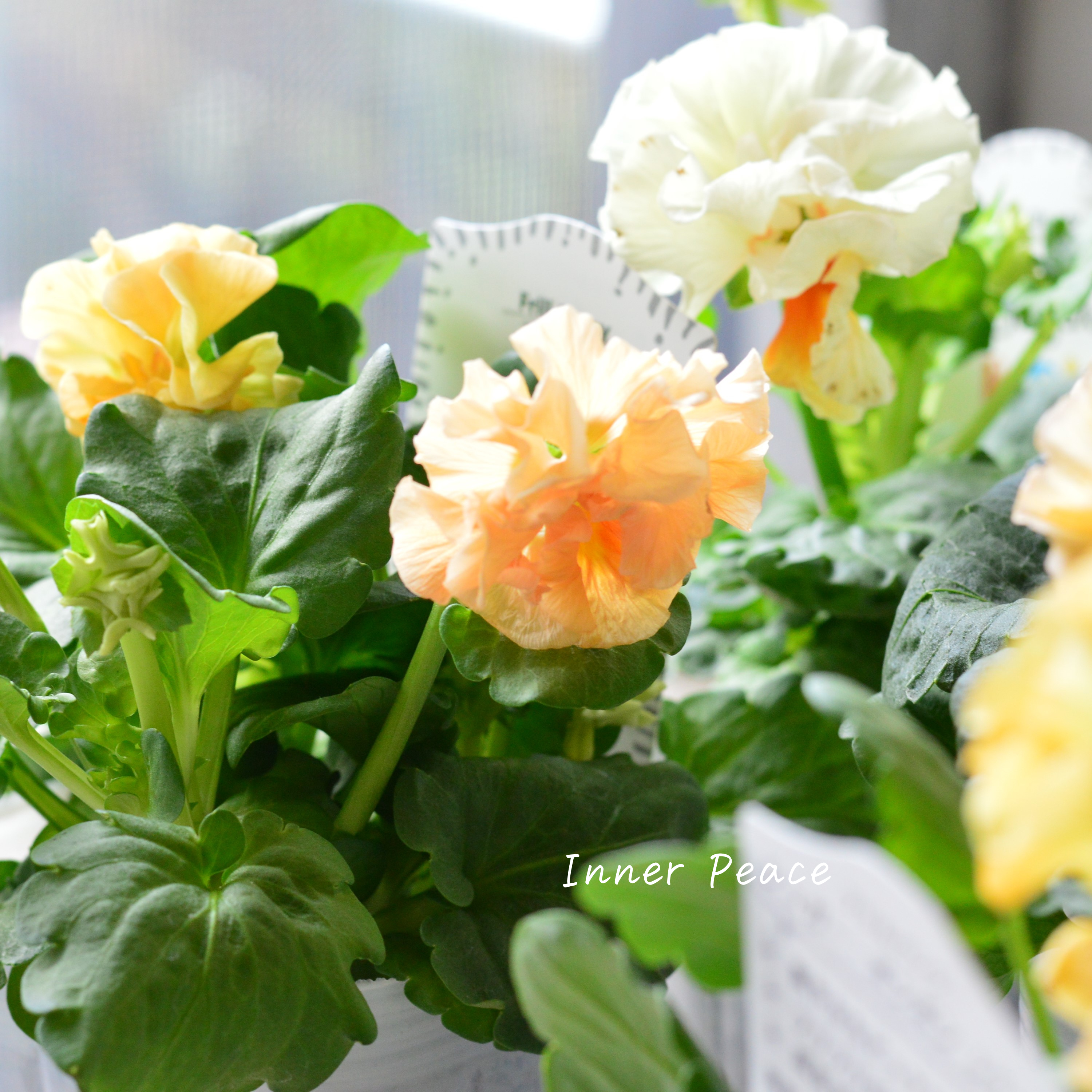 【湘南Berryさん】 フリルパンジー 『シュガーボンボン・オレンジ系』 3寸POT