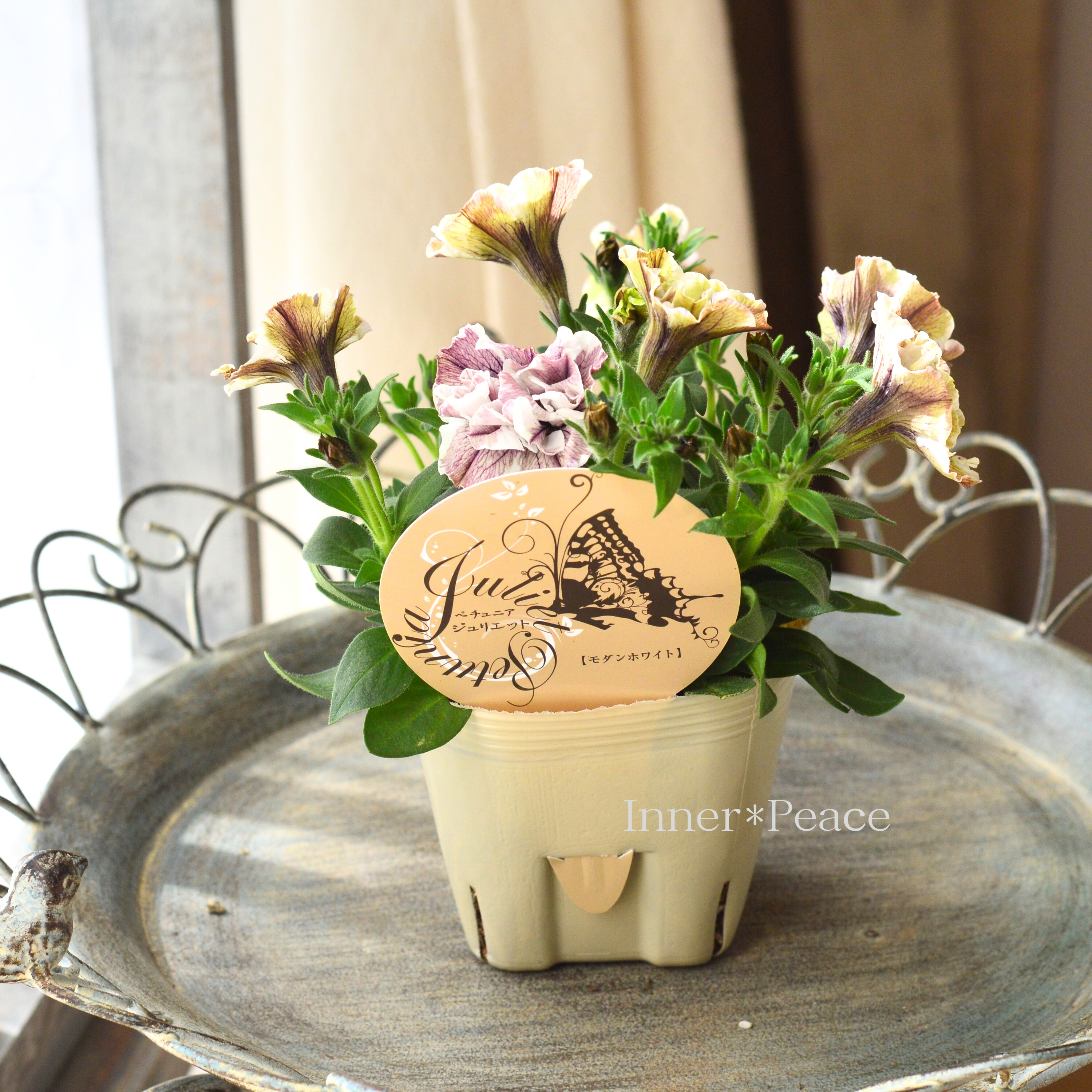 【花芳さんオリジナル】 八重咲きペチュニア 『ジュリエット・モダンホワイト』 3.5寸POT