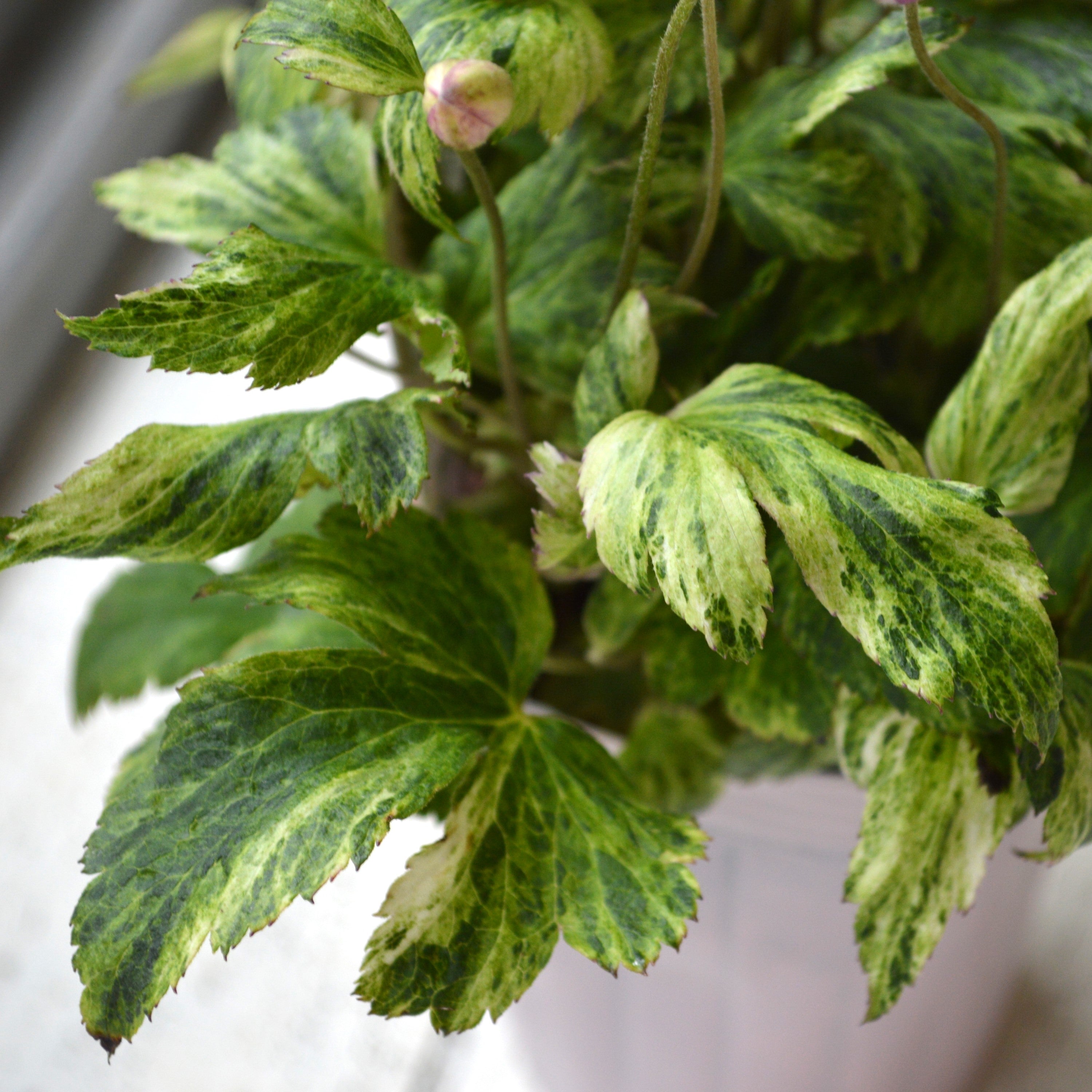 【斑入り】 シュウメイギク 『初音~はつね~』 3.5寸POT