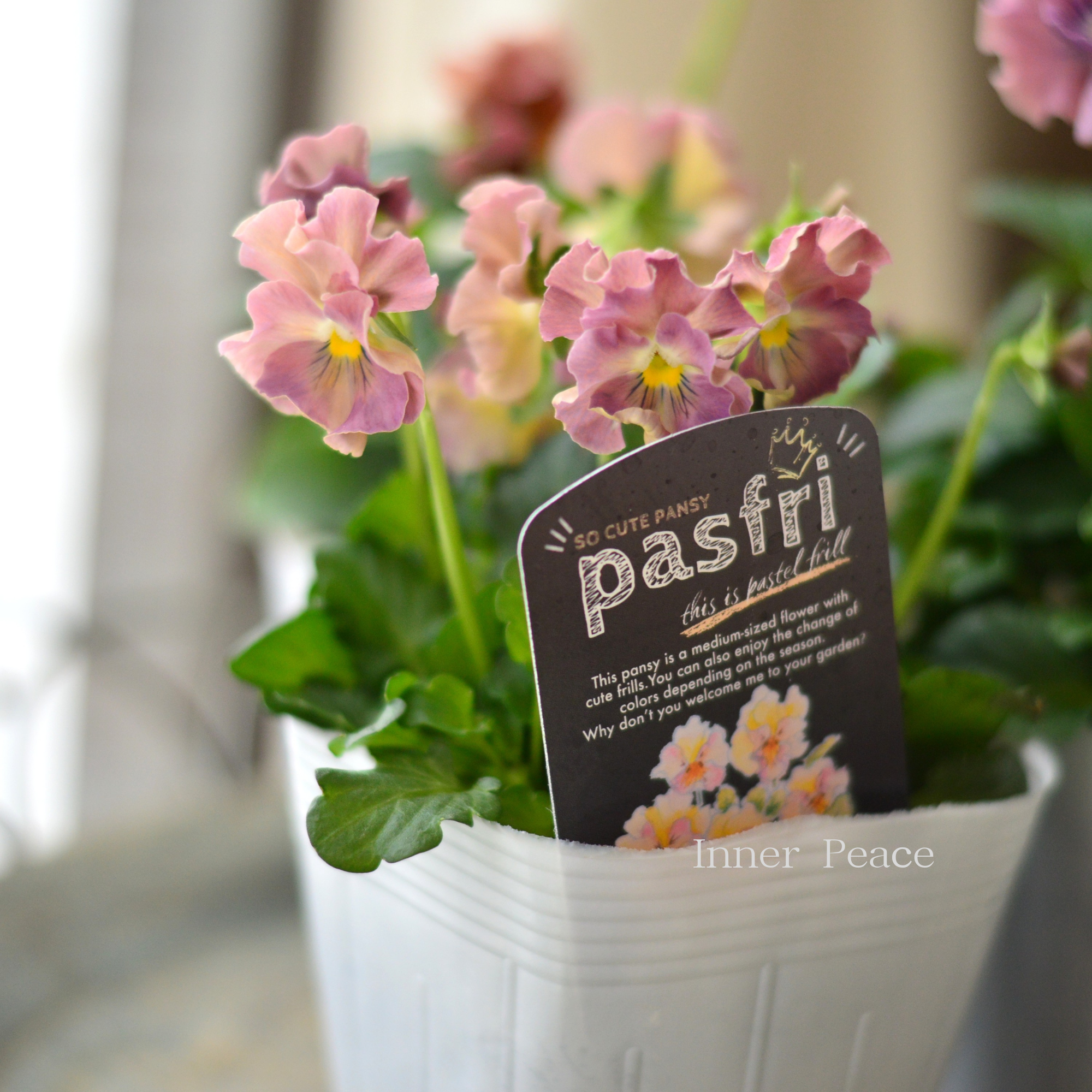 【桂楓園さんオリジナル】 パンジー 『pasfri ~パスフリ~・1番』 3.5寸POT