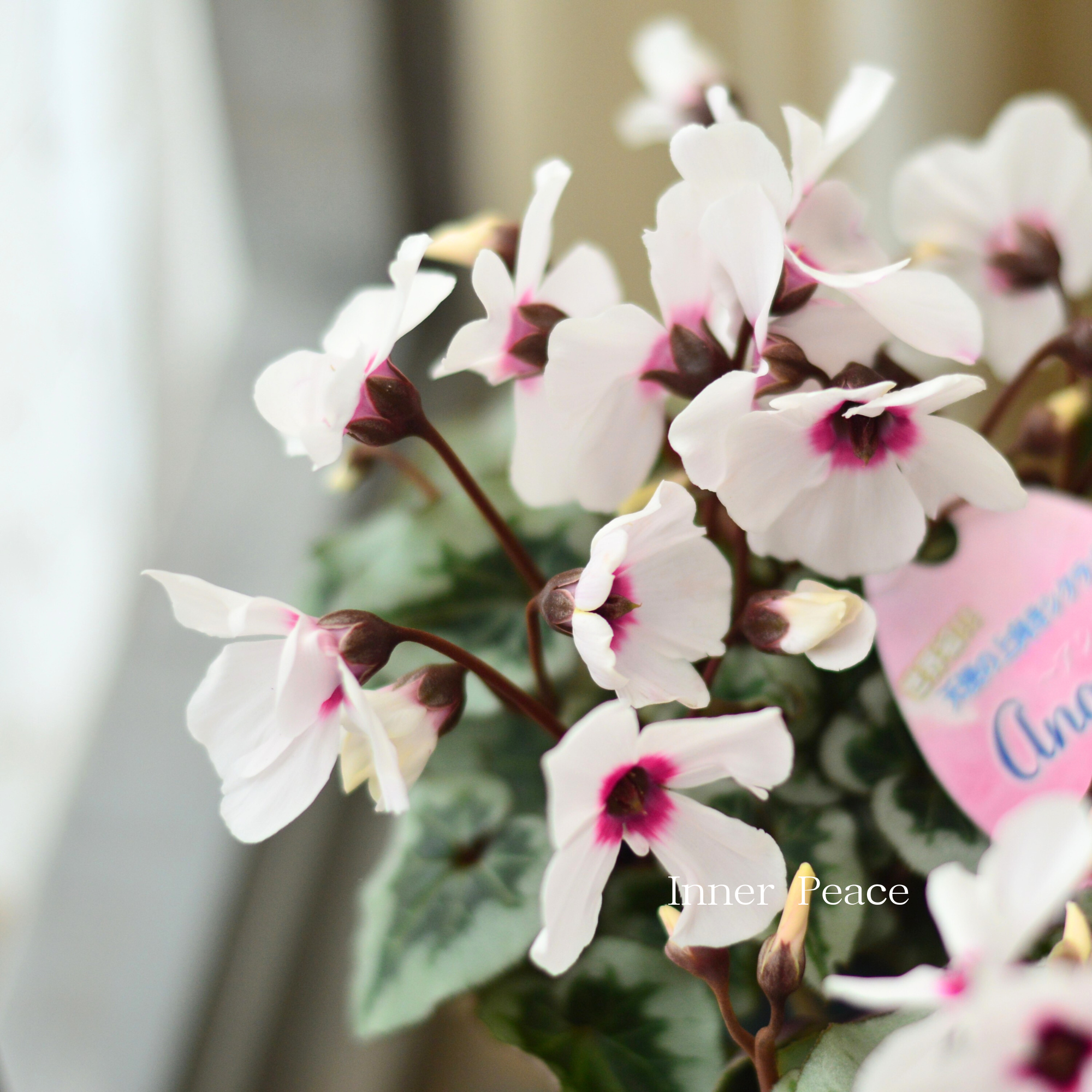 【大栄花園さん】 ミニシクラメン 『ange~アンジュ~』 2.5寸硬質POT