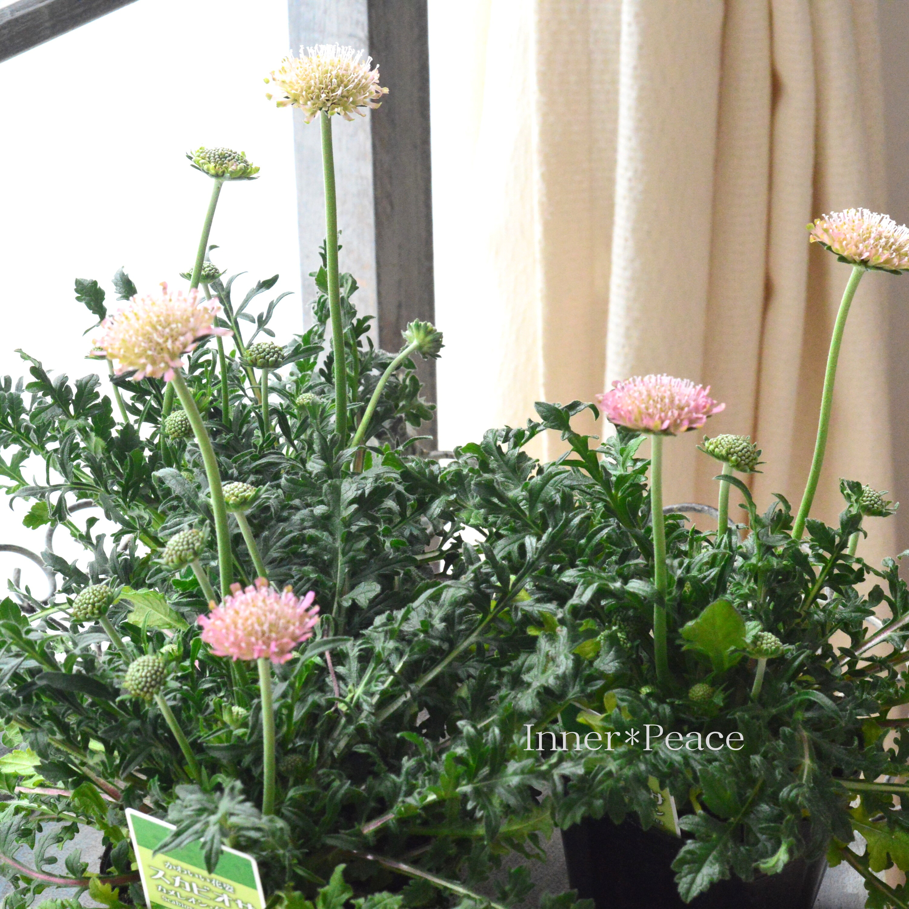 【かわいい】 スカビオサ 『カメレオングリーン』 3寸POT