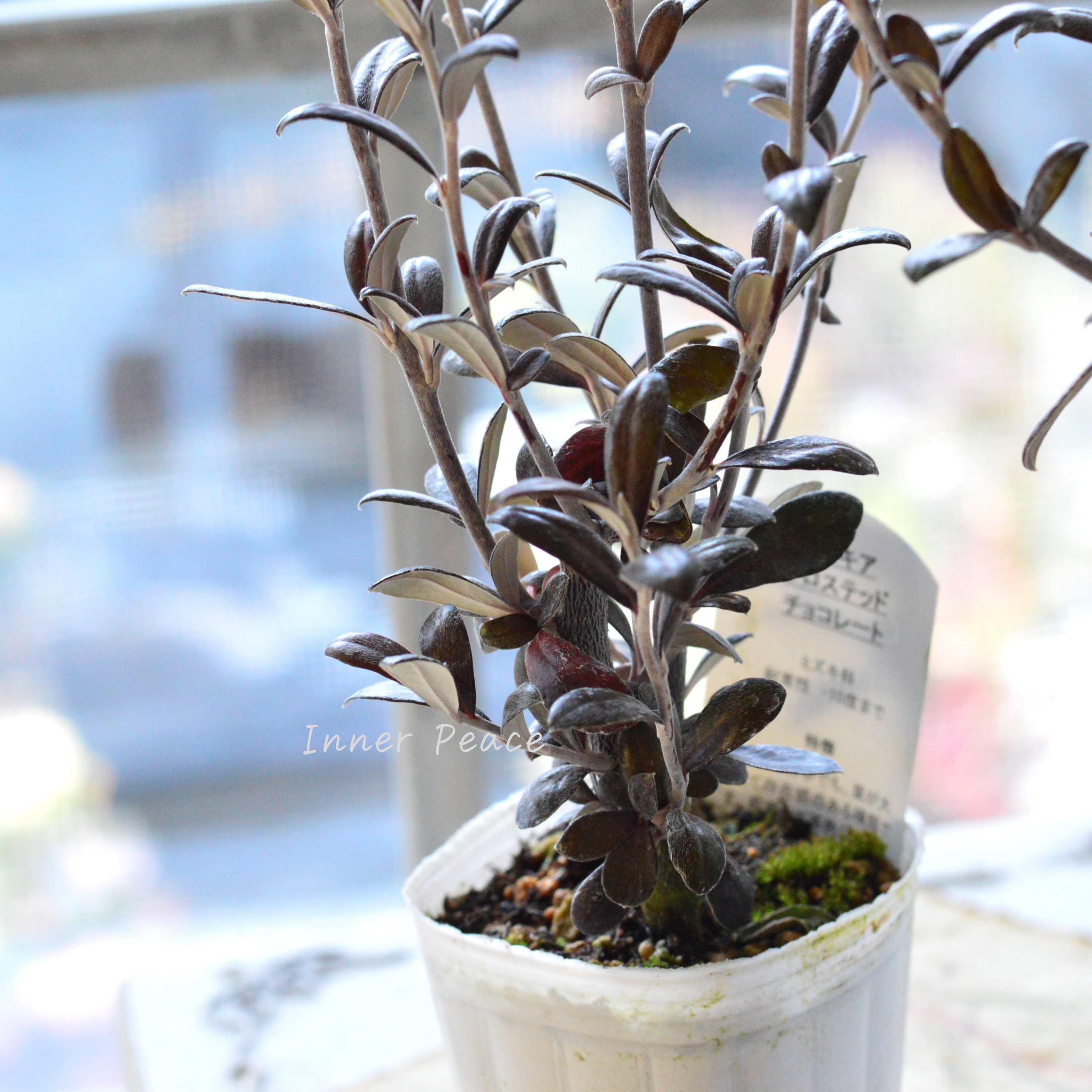 【寒さに強い】 コロキア 『フロステッドチョコレート』 3寸POT