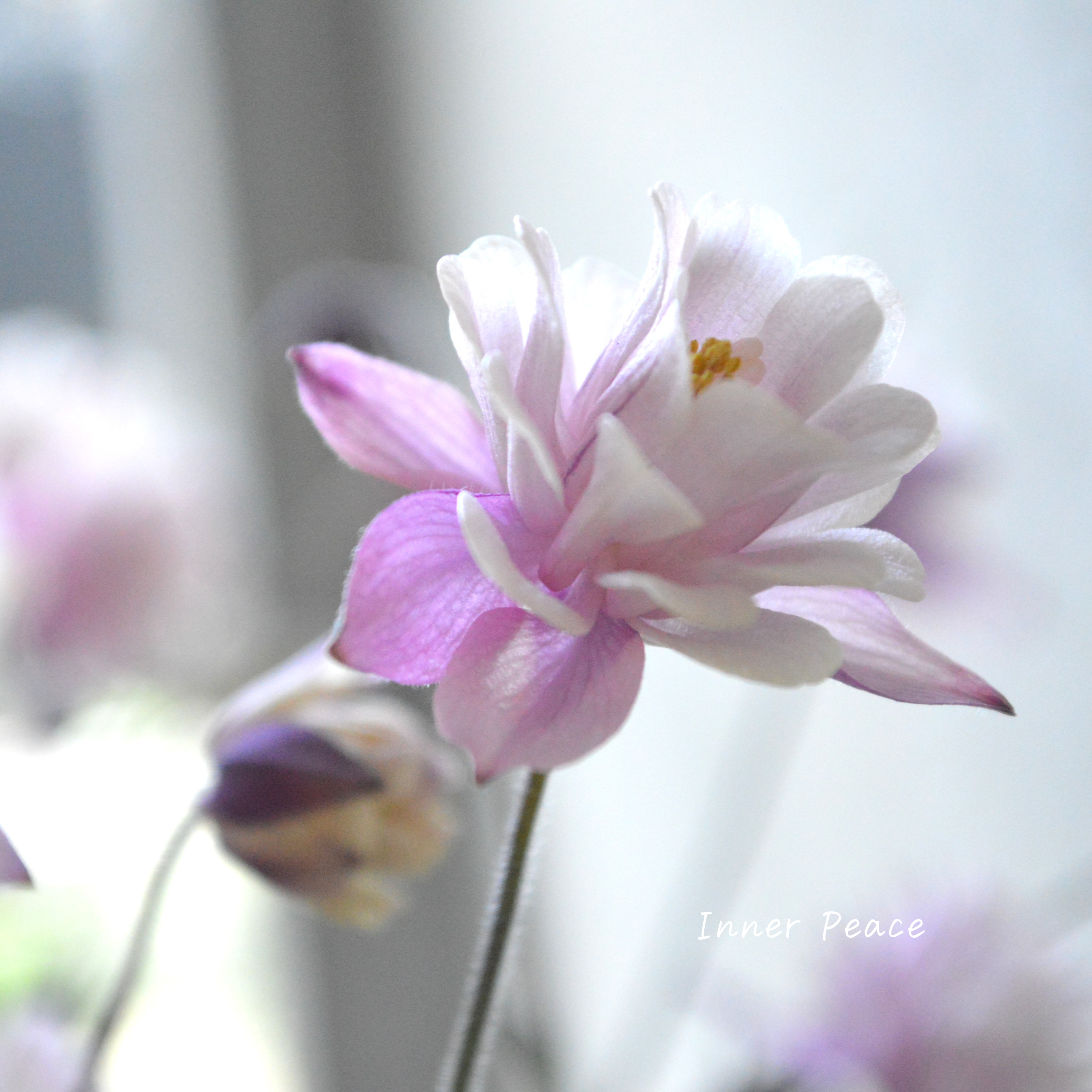 【tef*tef*さんオリジナル】 八重咲きオダマキ 『クラシカルセピア』 3.5寸ロングPOT