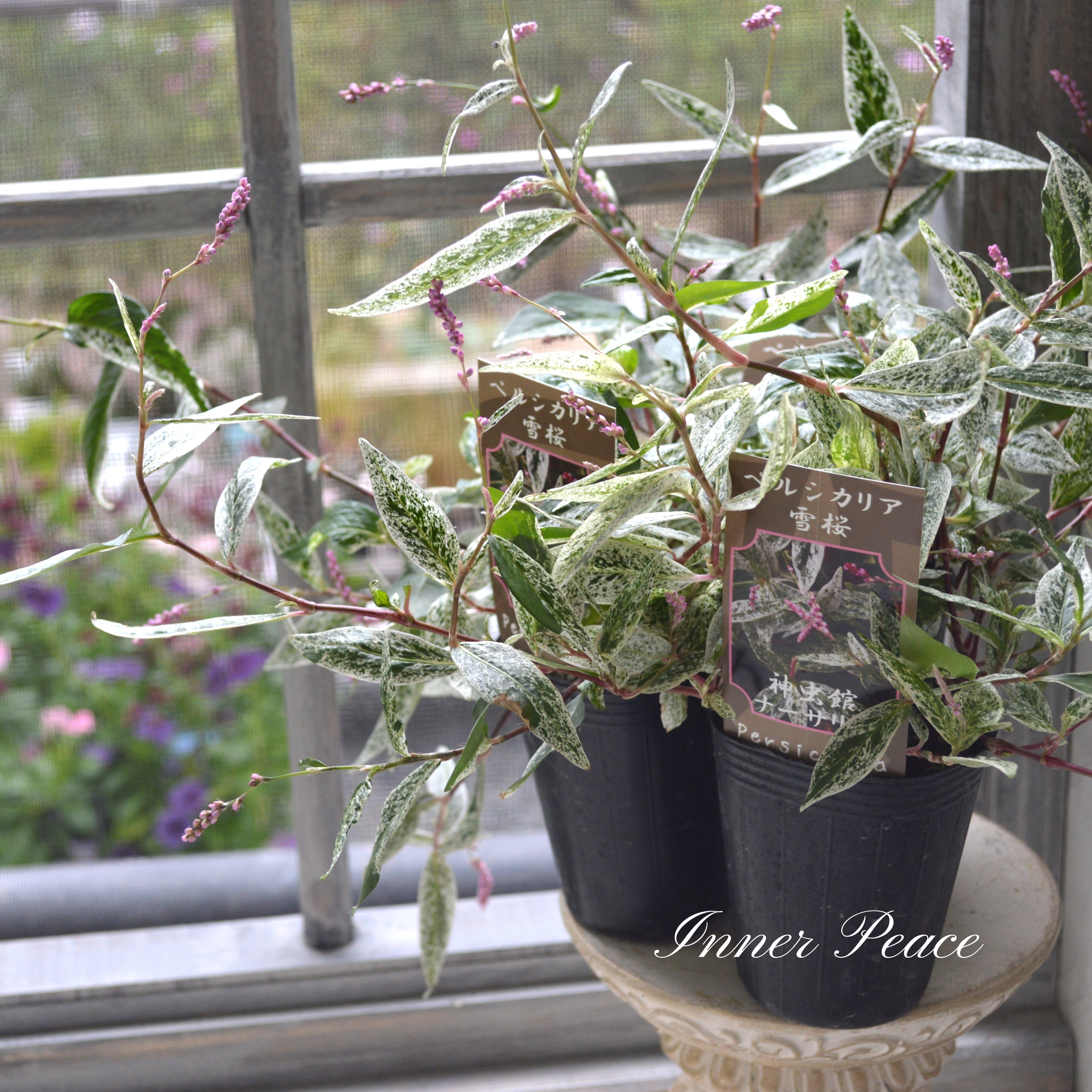 【希少】 ペルシカリア 『雪桜』 2.5寸ロングPOT