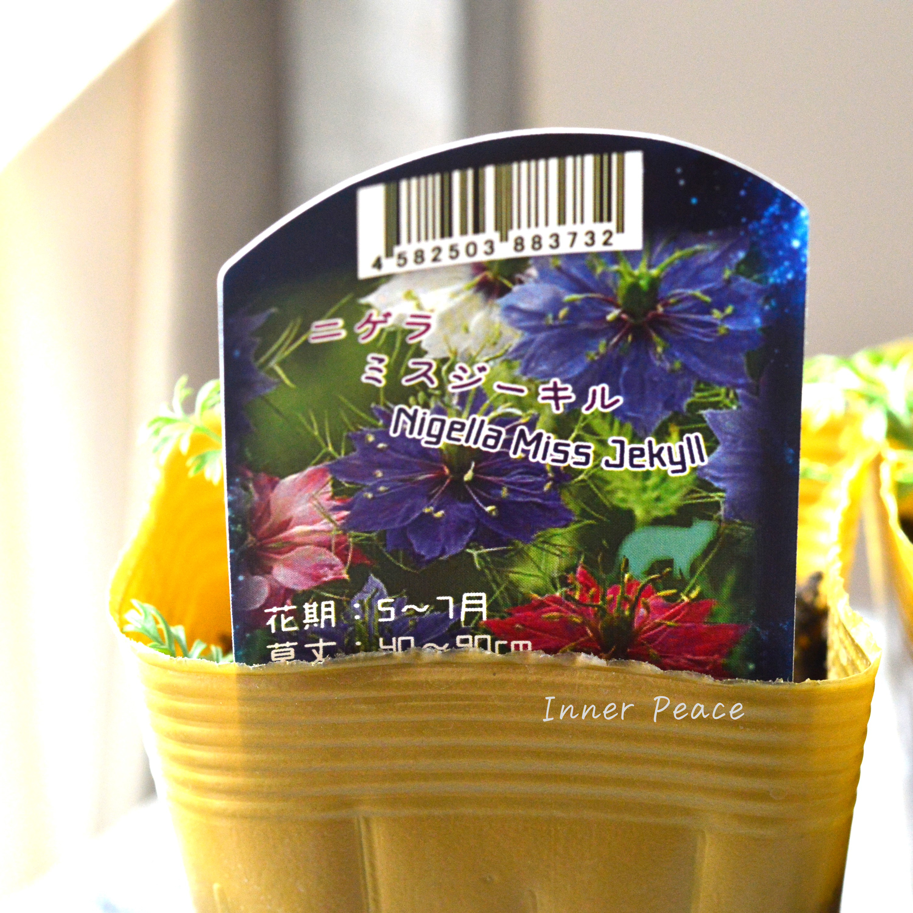 【オシャレ】 ニゲラ 『ミスジーキル』 植え込み用 3寸POT