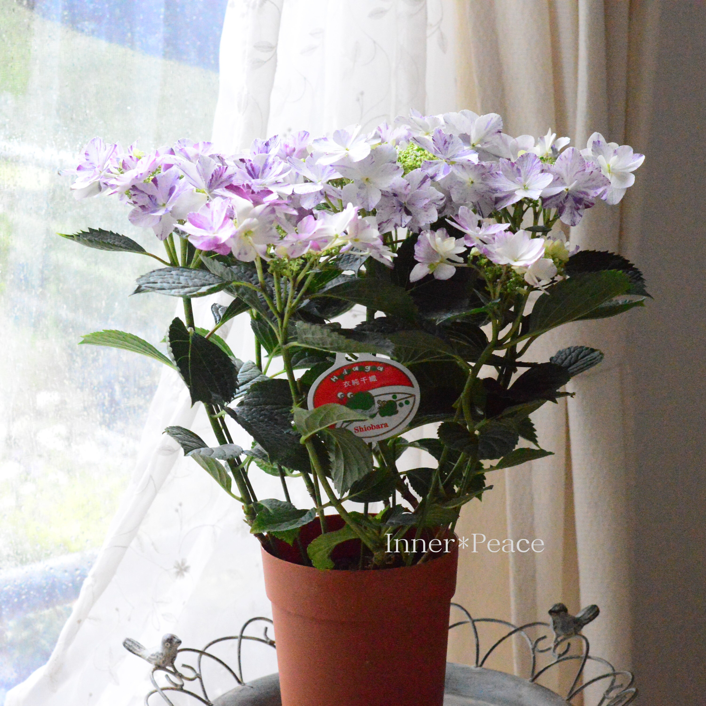 【美しい】 紫陽花 『衣純千織(イズミチオリ)・ブルー』 5号鉢