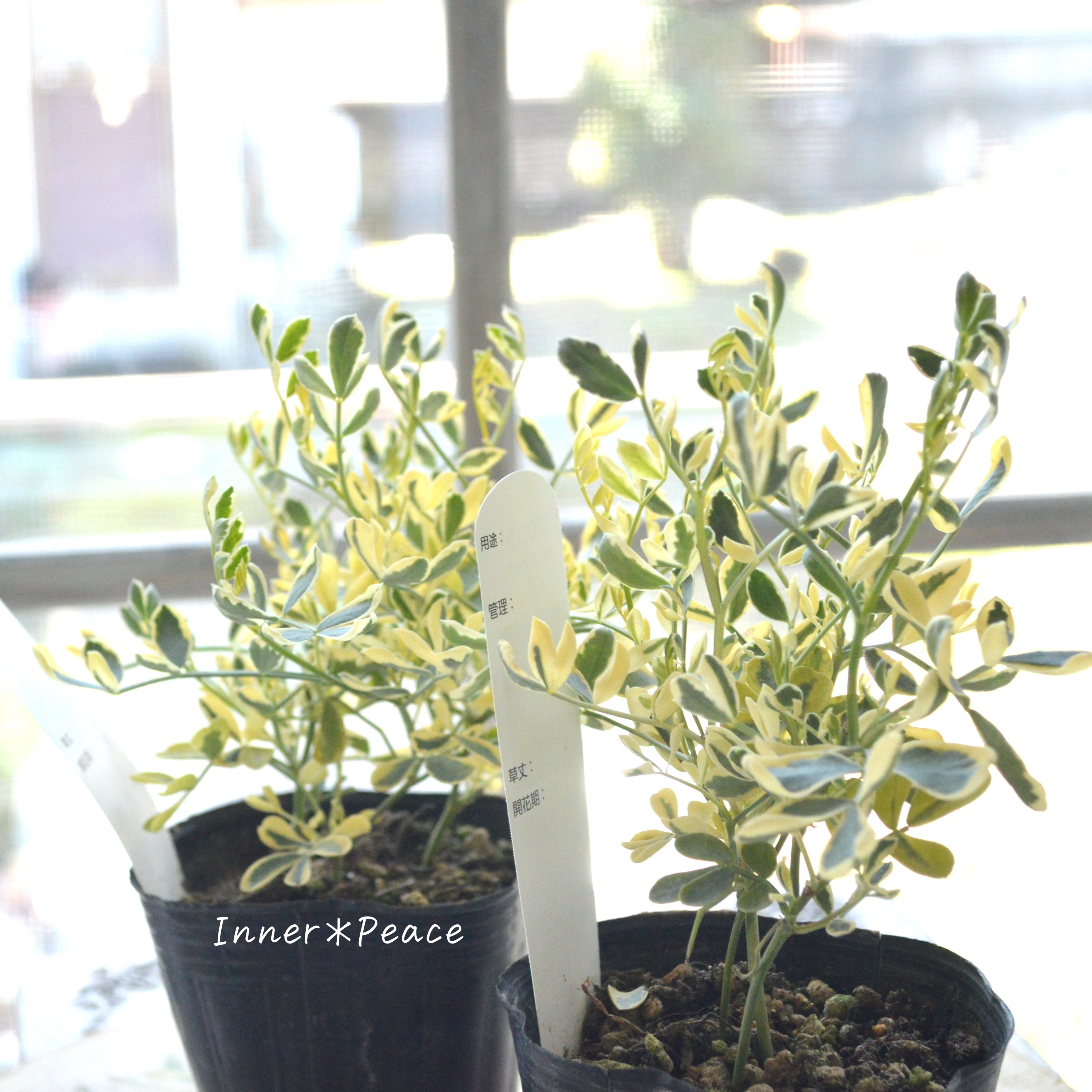 【斑入り】コロニラ・バレンティナ 2.5~3寸POT