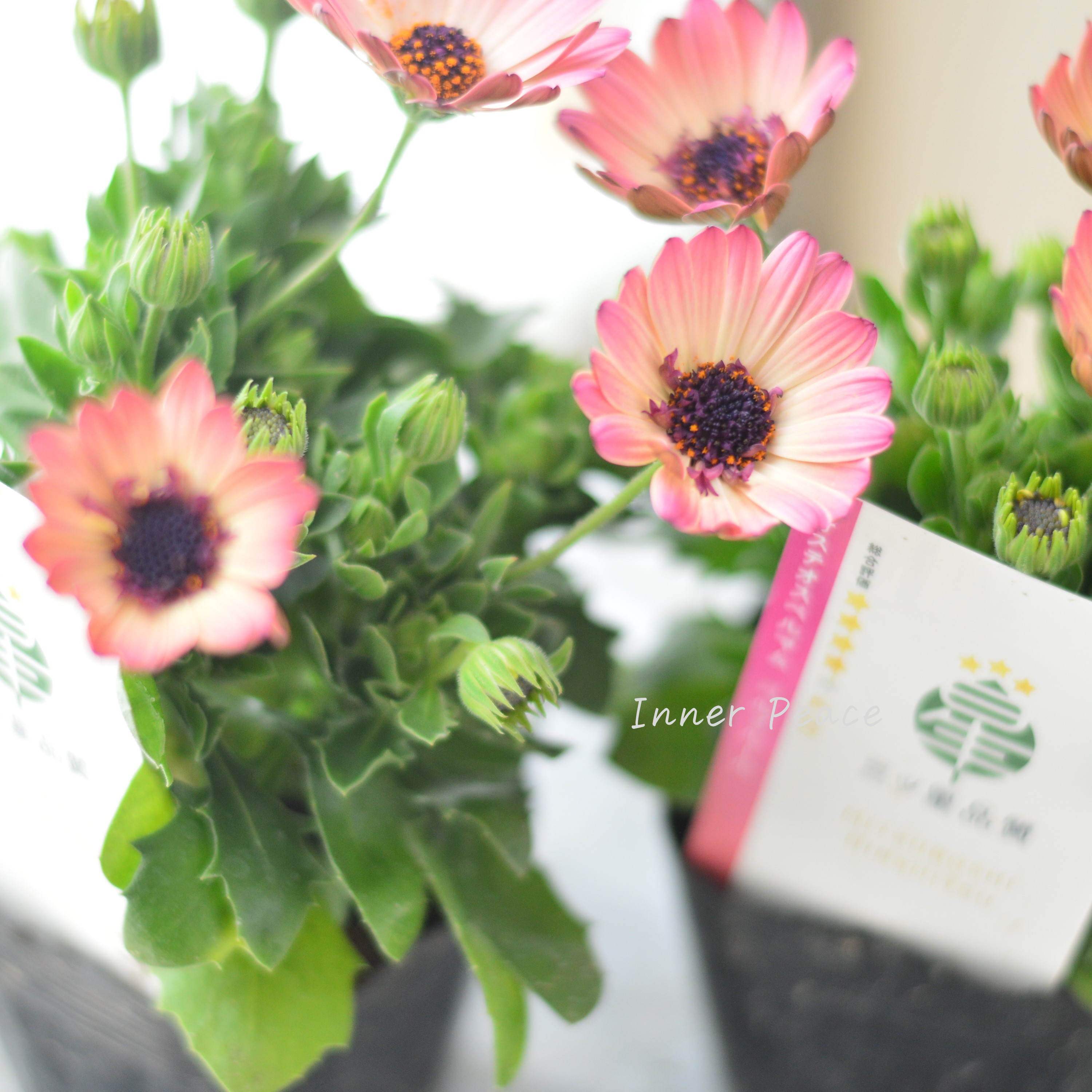 【大人かわいい】 オステオスペルマム 『ベルフルール・A』 3.5寸POT