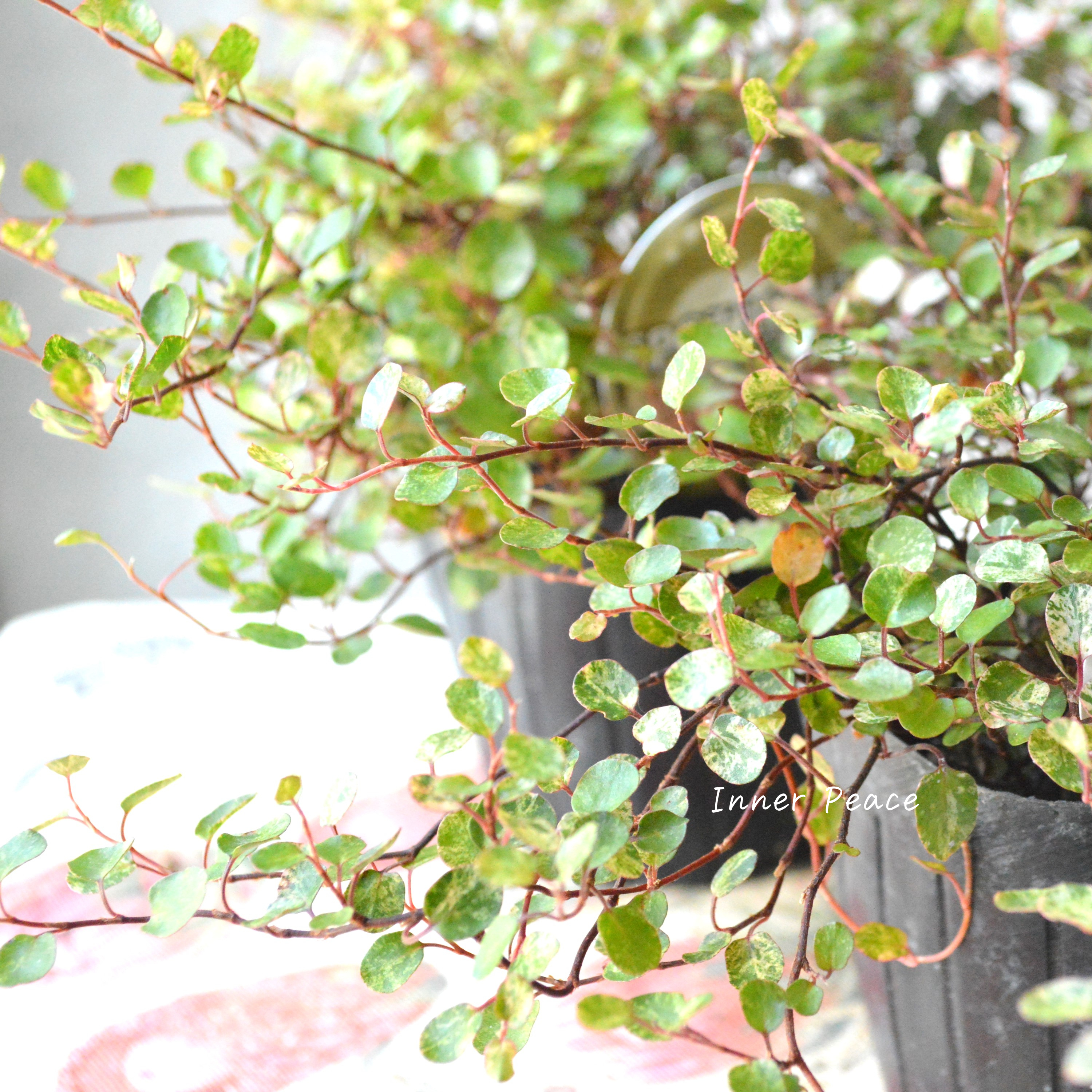 【寄せ植えの定番】 ワイヤープランツ 『スポットライト』 3寸POT