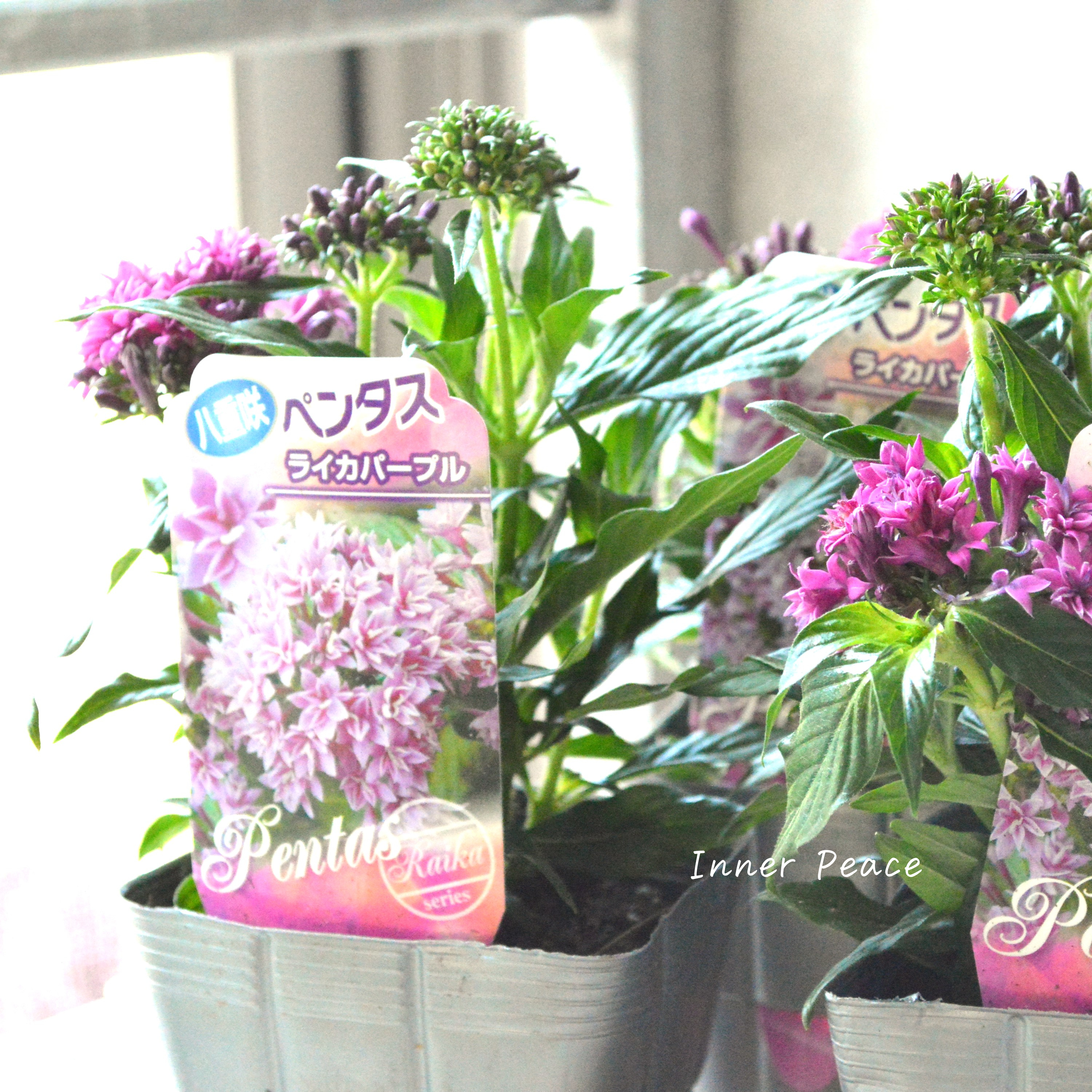 【暑さに強い】 八重咲きペンタス 『ライカ・パープル』 3.5寸POT