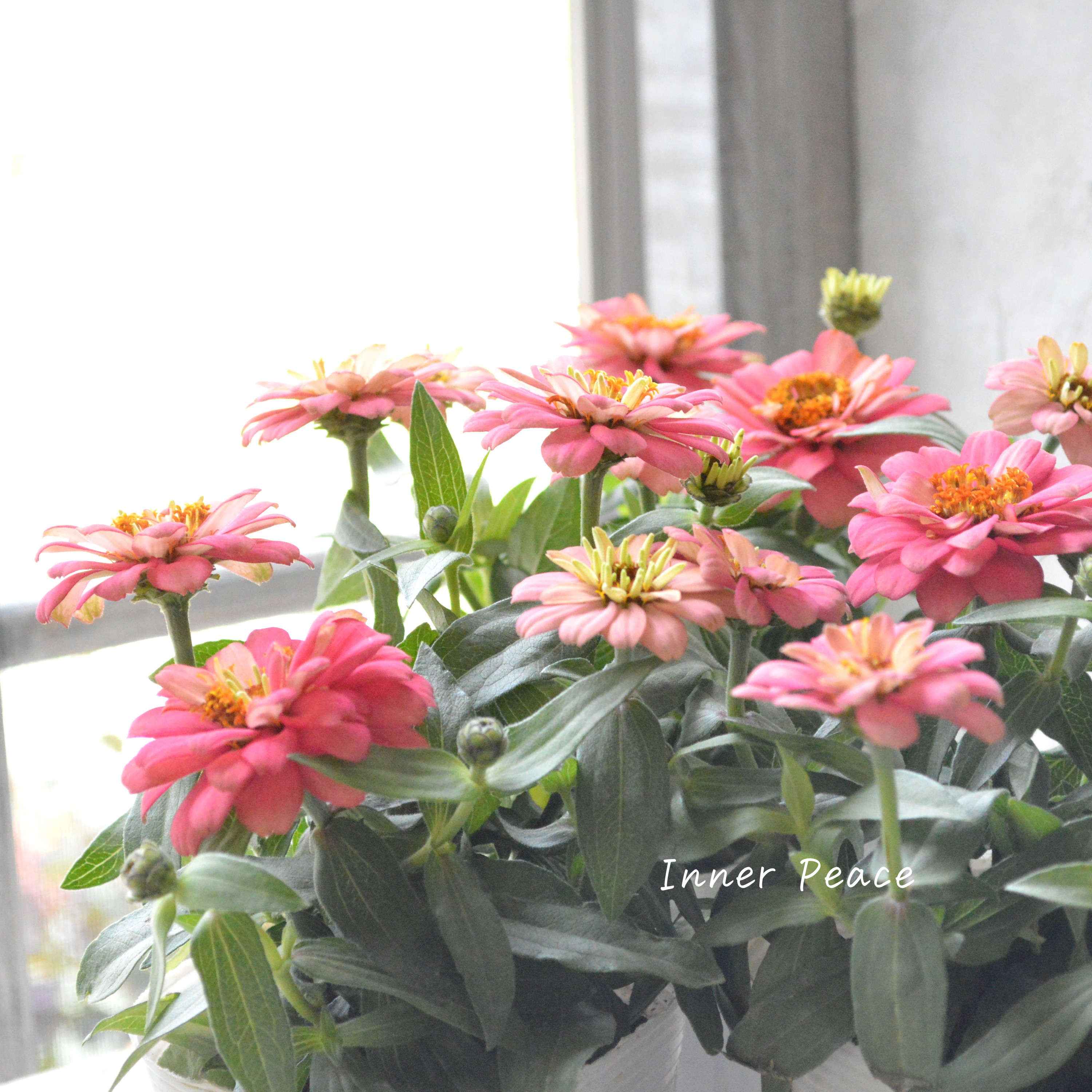 【八重咲き】ジニア・ダブルザハラ『サーモン』 3.5寸POT