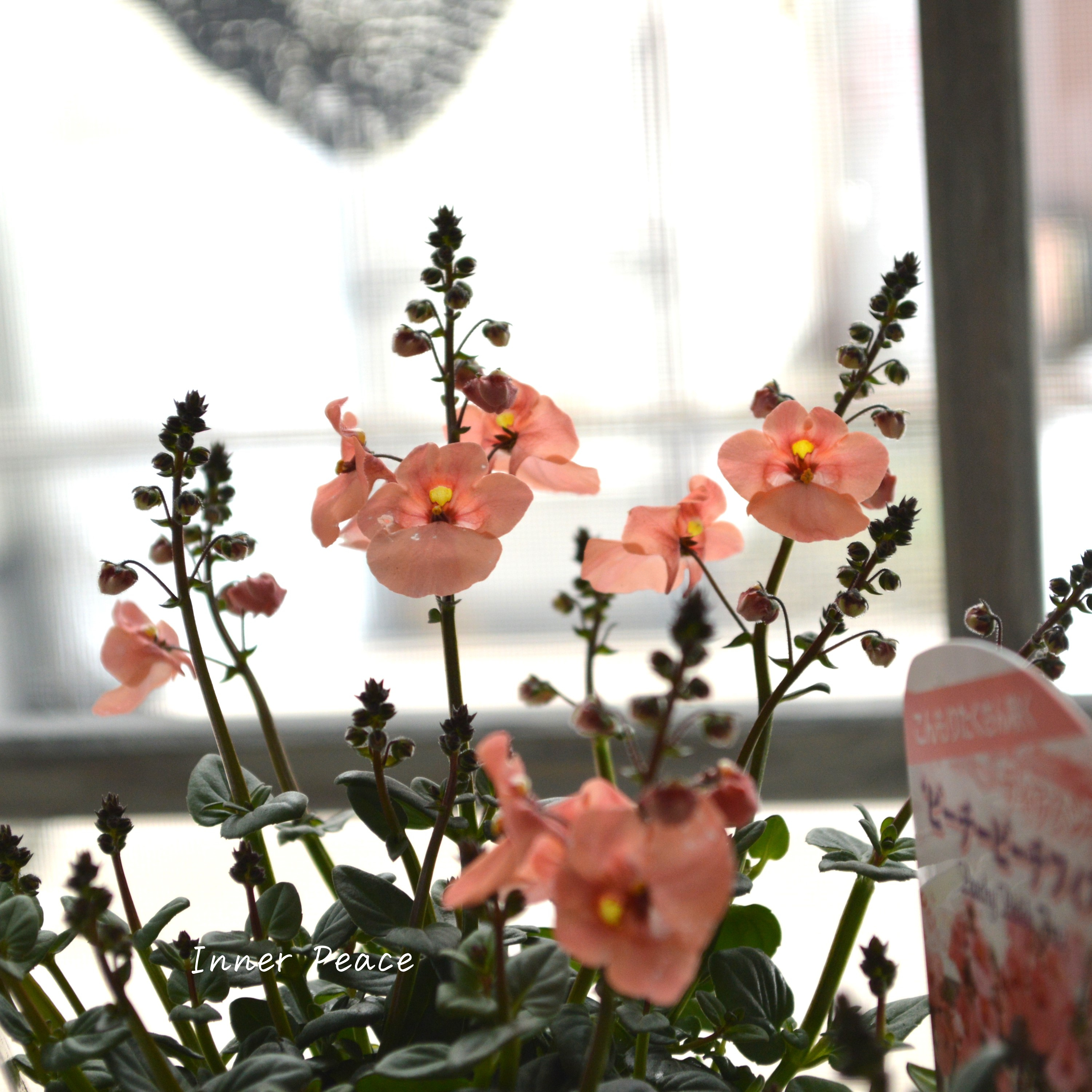 【かわいい】 ディアスシア 『ピーチーピーチフィズ』 3.5寸POT