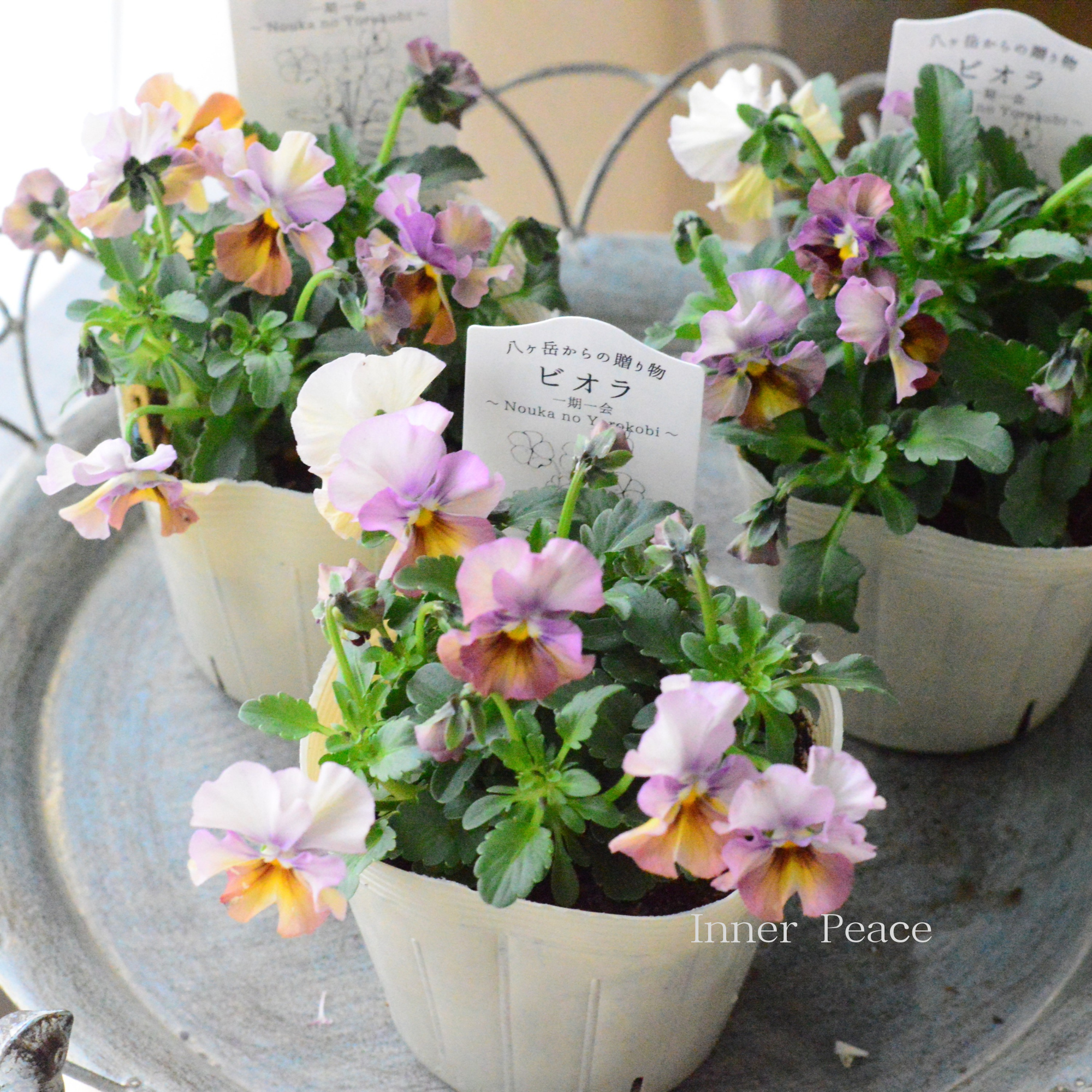 【VEGIHANA FARMさん】 ビオラ 『一期一会・Nouka no Yorokobi』 3.5寸POT