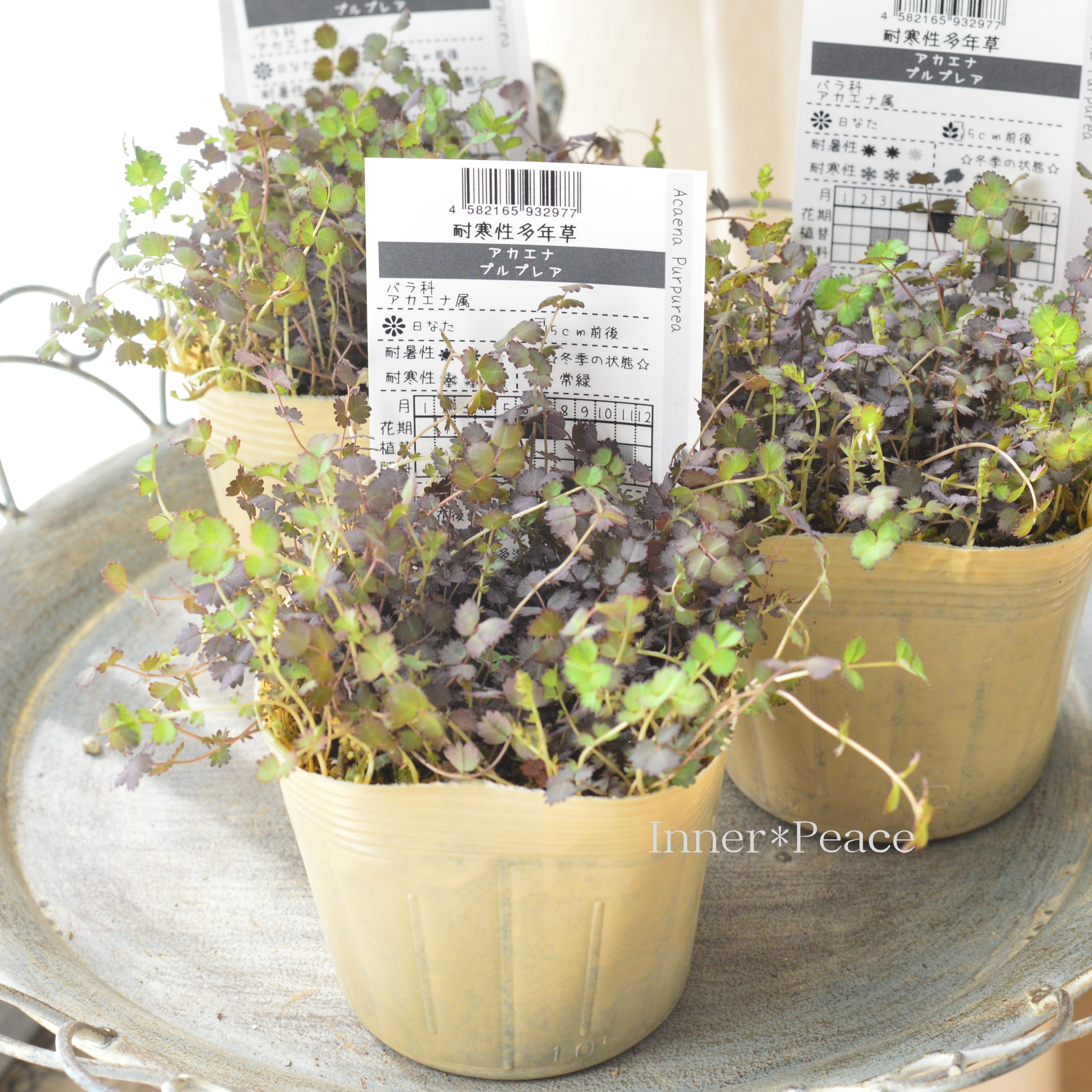 【常緑】 アカエナ 『プルプレア』 3.5寸POT