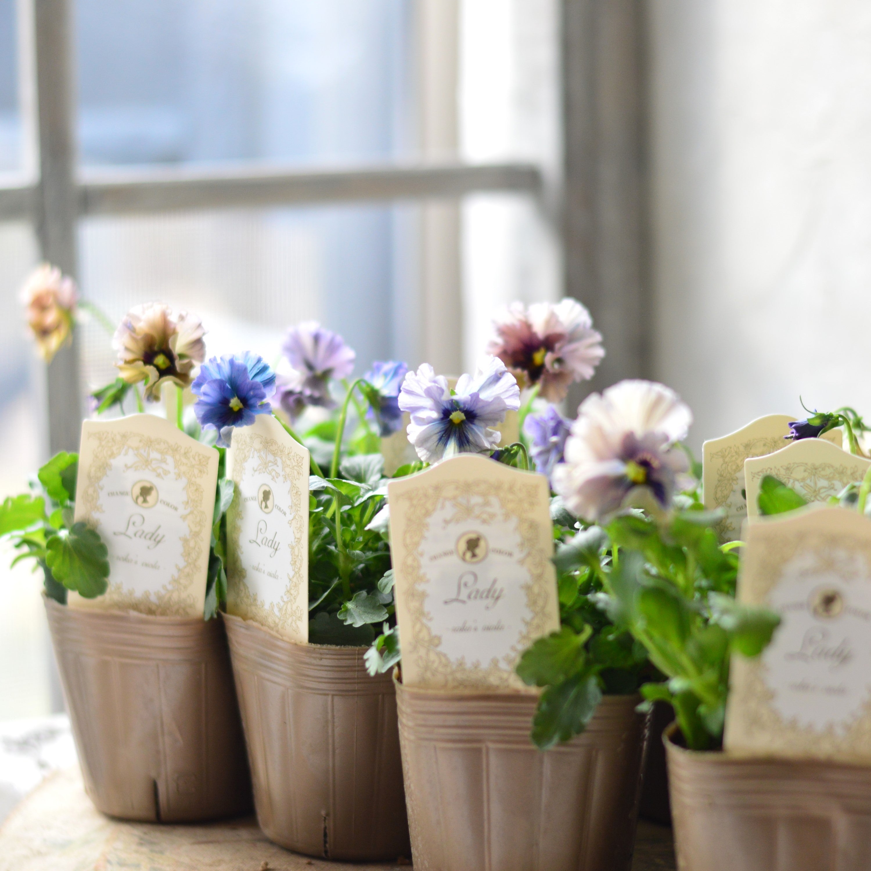 【希少】 石川園芸さんビオラ 『レディ』 3寸POT