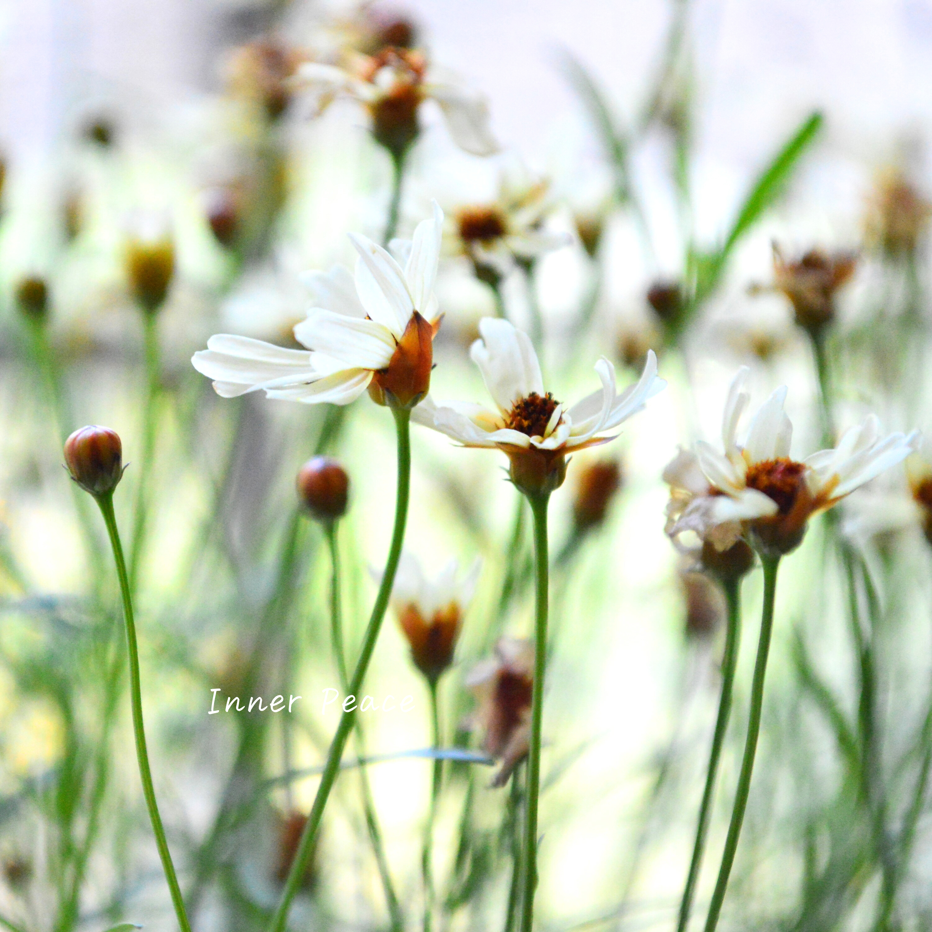 【アンティーク色】コレオプシス『ウリドリーム・ホワイトナイト』 3寸POT