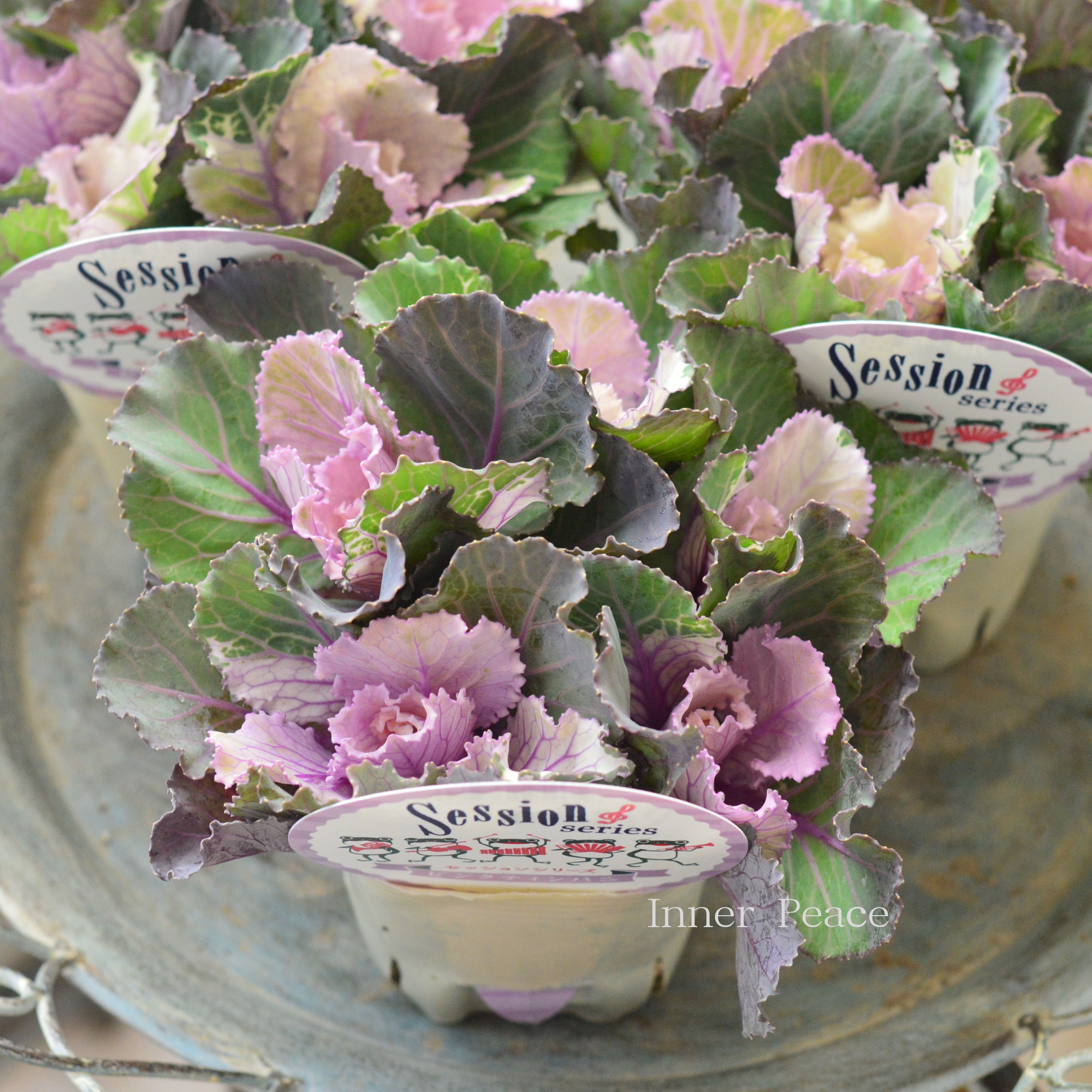 【5本植え】 葉牡丹 『セッション・ピンクティンパニ』 3寸POT