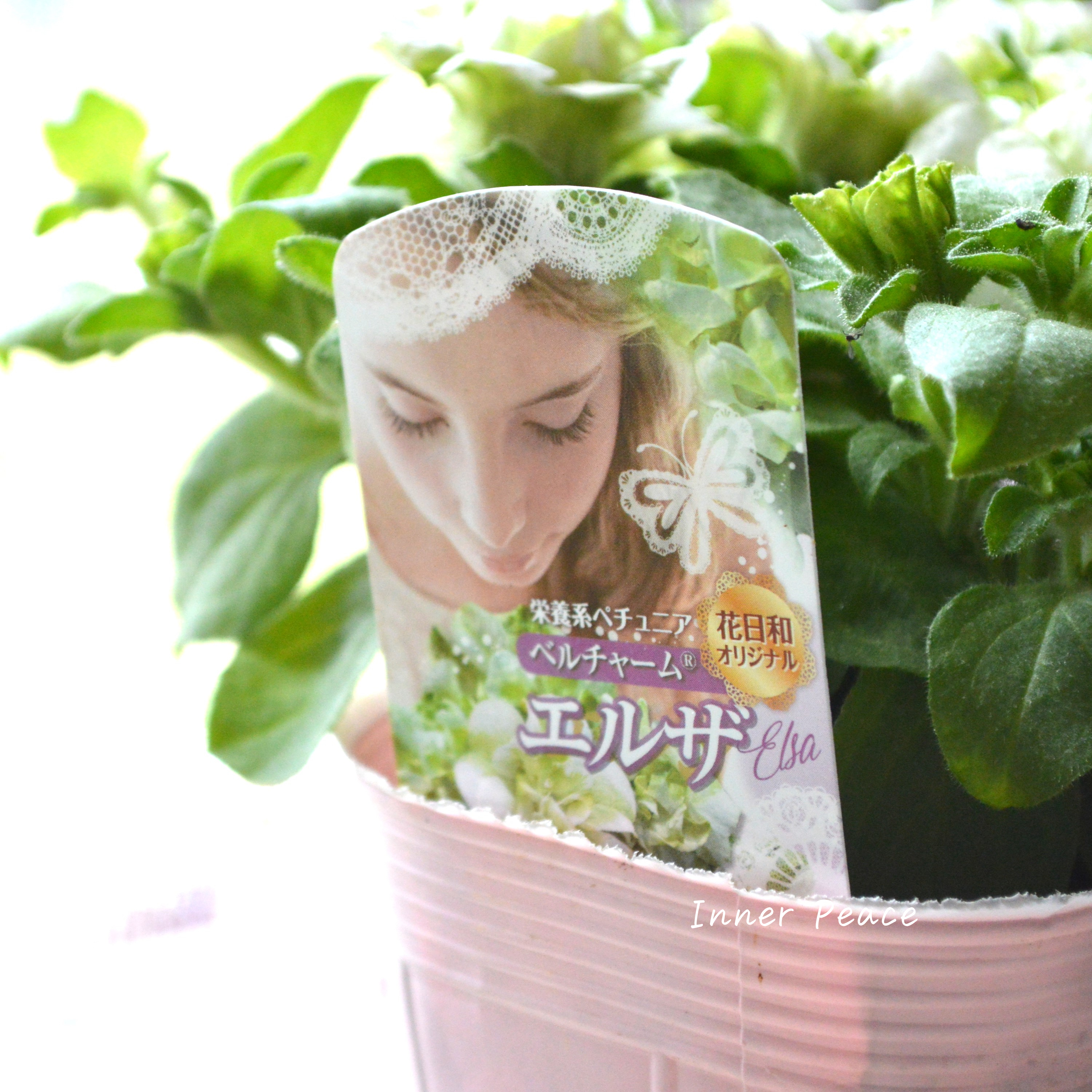 【花日和さんオリジナル】 栄養系ペチュニア 『ベルチャーム・エルザ』 3寸ロング~3.5寸POT