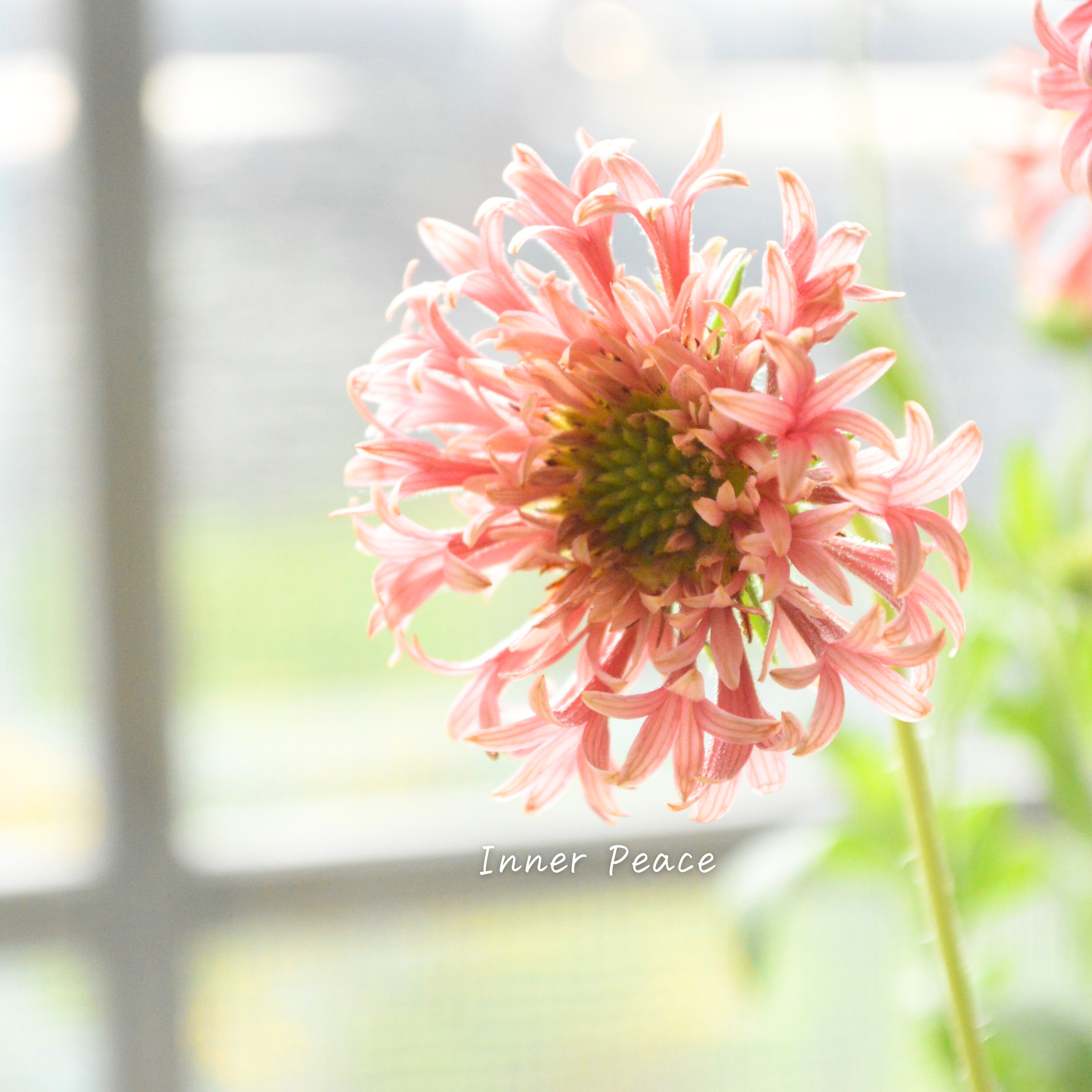 【人気】 ガイラルディア 『フルーティ・ラズベリー』 3寸ロングPOT