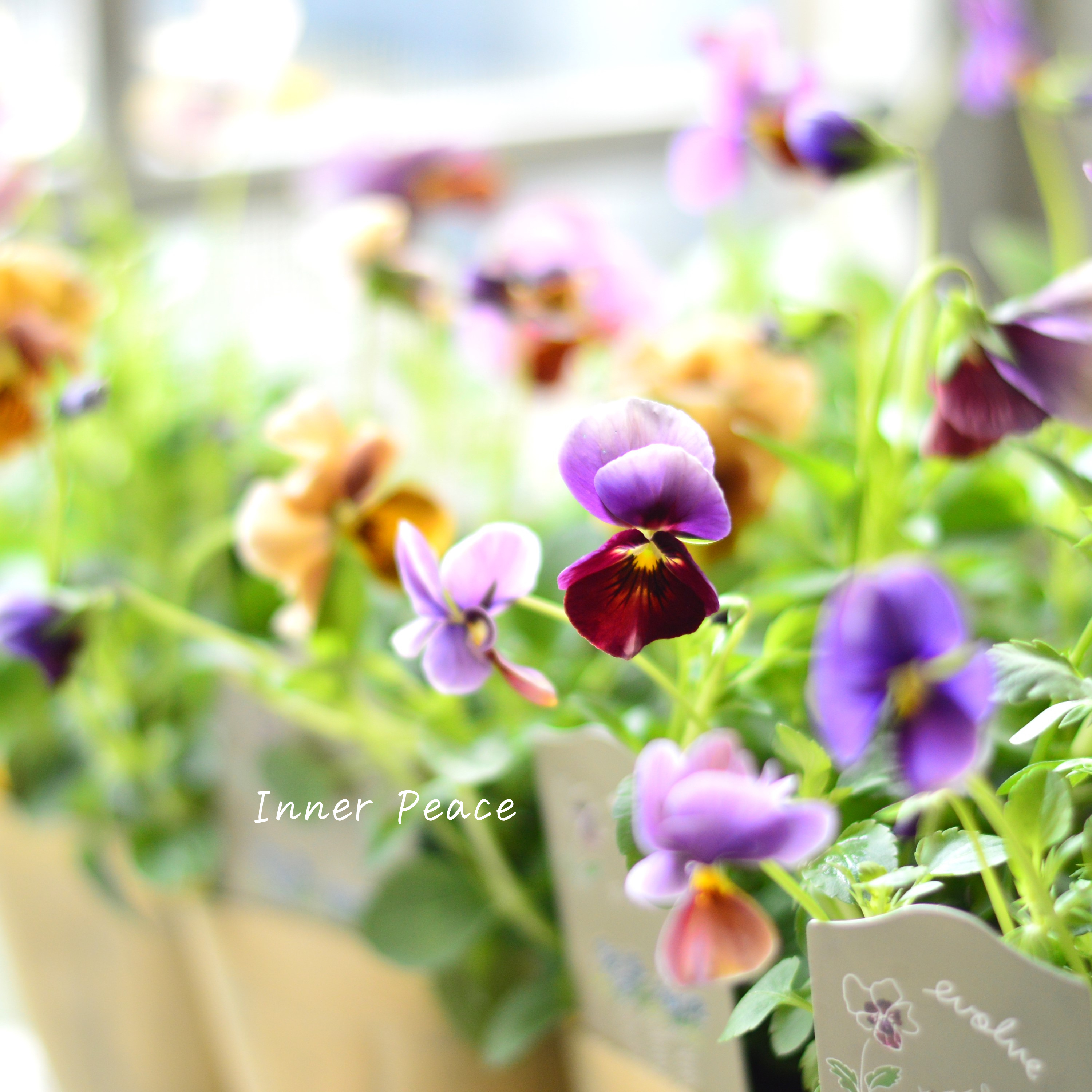 【美しい】 ビオラ 『evolve~エボルベ~・オーララ!』 3.5寸POT