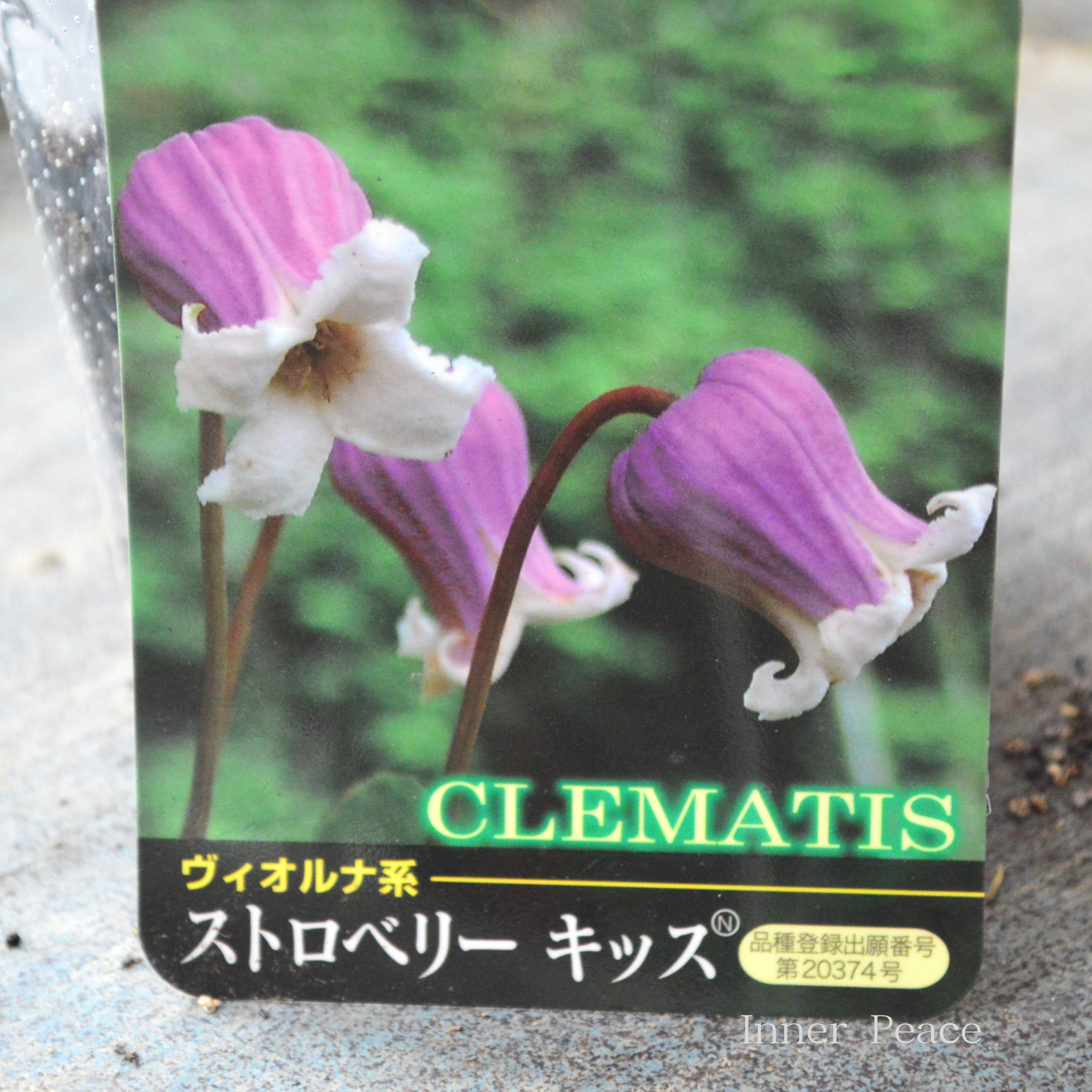 【春日井園芸センター】 クレマチス ヴィオルナ系 『ストロベリーキッス』 3寸POT