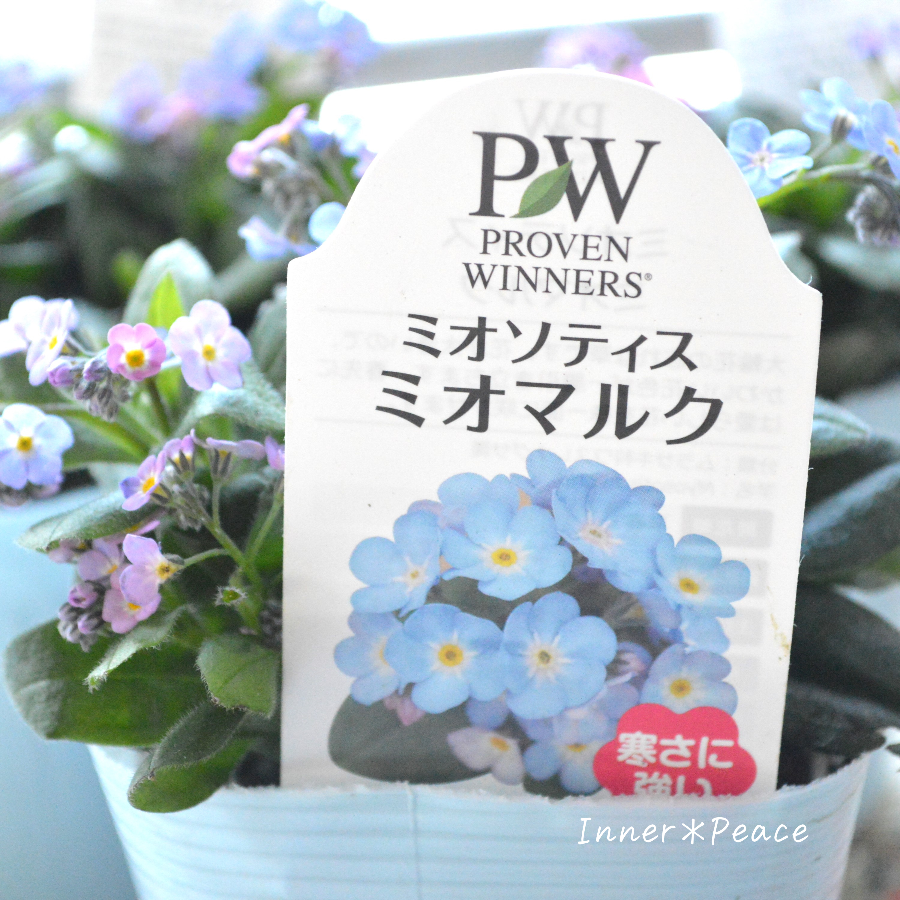 【PW】 ミオソティス 『ミオマルク』 3.5寸POT