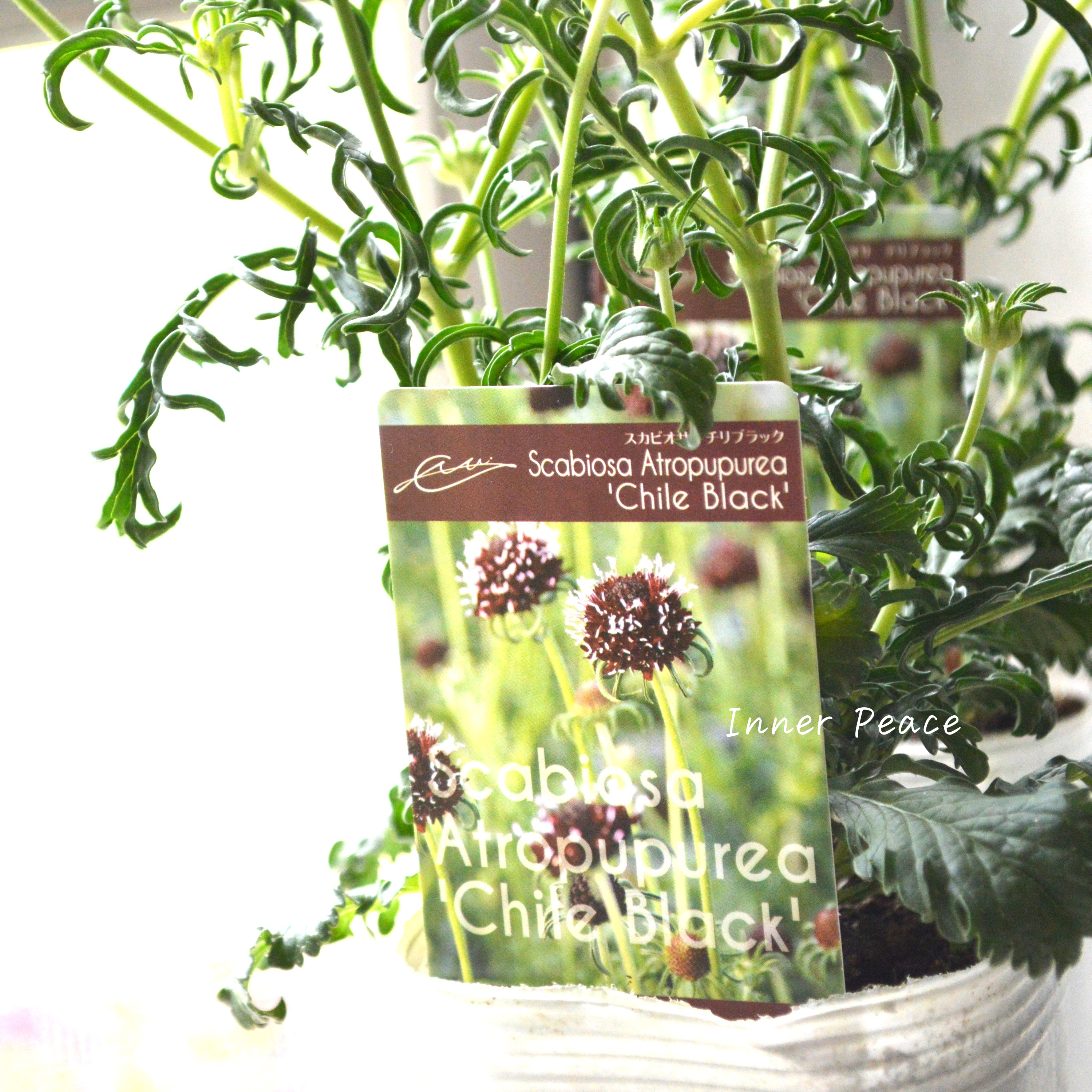 【シック】 スカビオサ 『チリブラック』 3寸ロングPOT