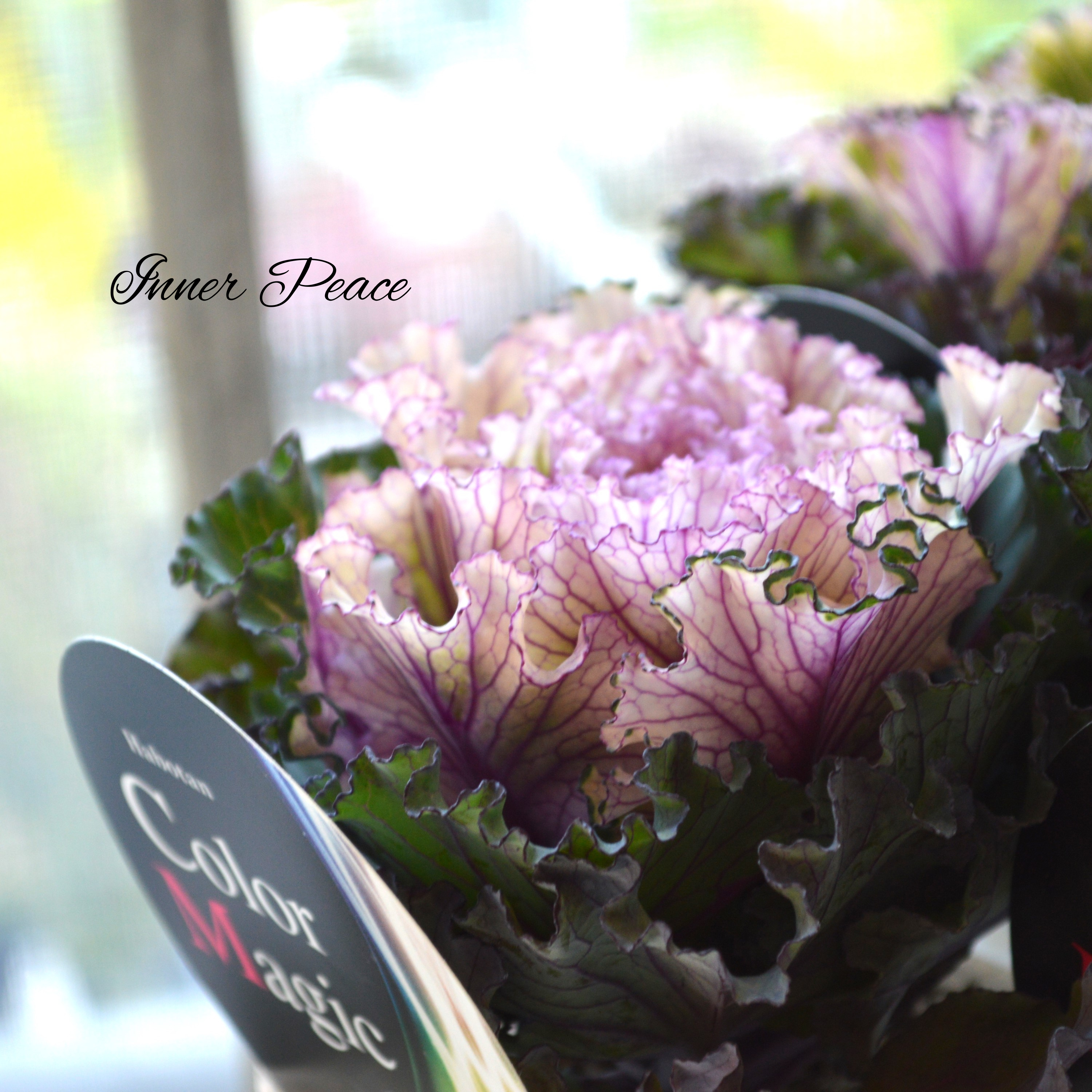 【美しい】 葉牡丹 『カラーマジック』 3寸POT