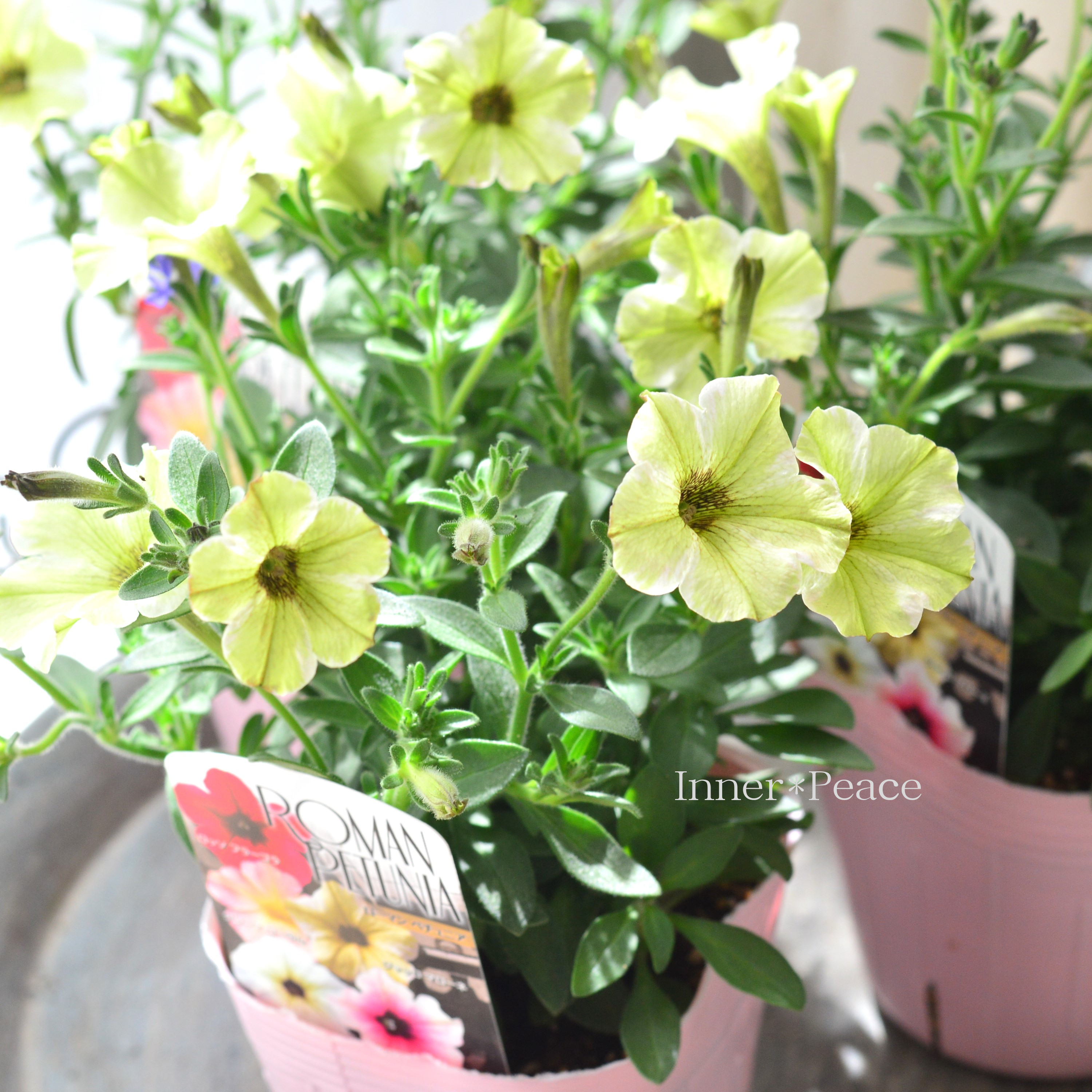 【桂楓園さんオリジナル】 ペチュニア 『ローマンペチュニア・ジャッロマローネ』 3.5寸POT