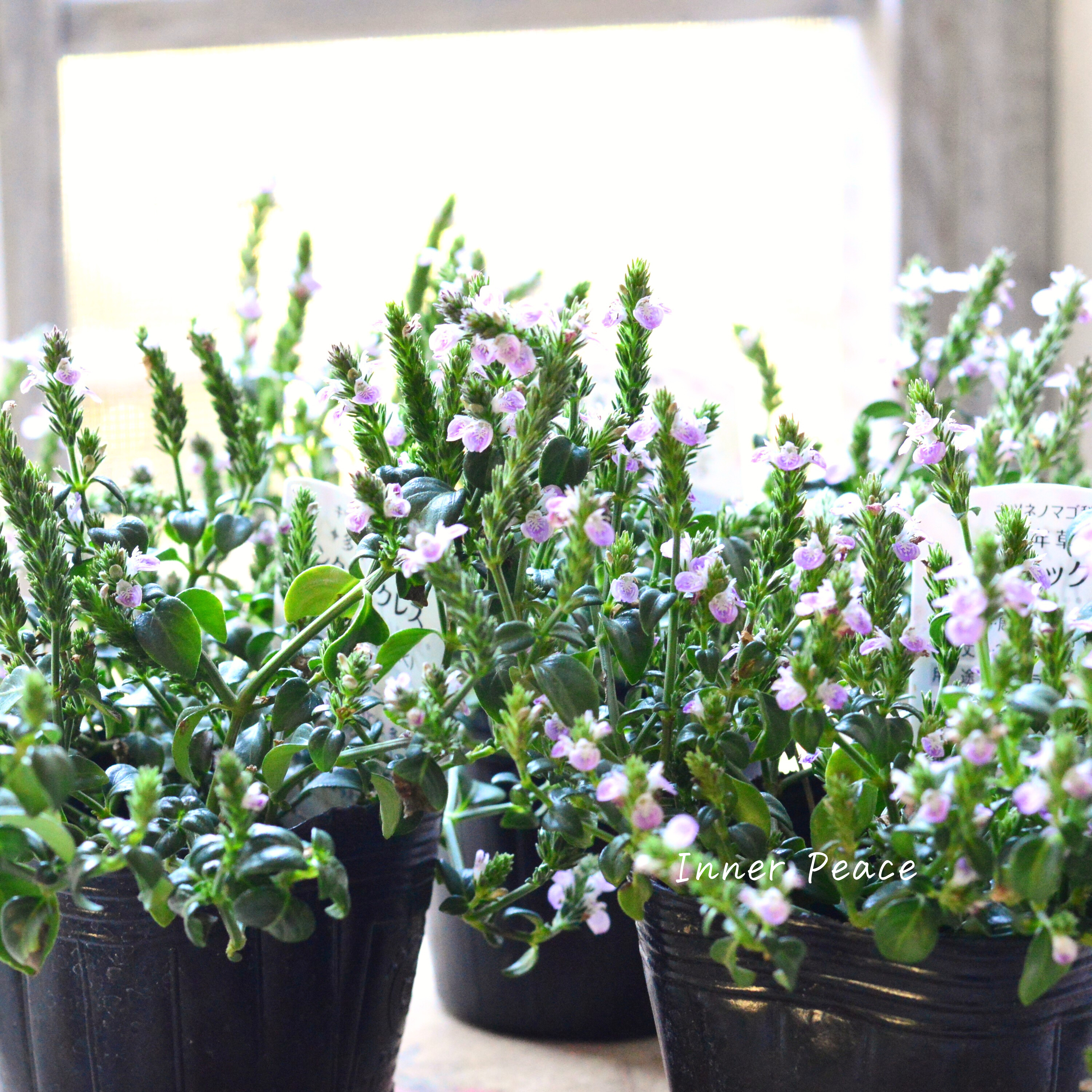 【かわいい】 ピンクネックレス (キツネノマゴ) 3寸POT