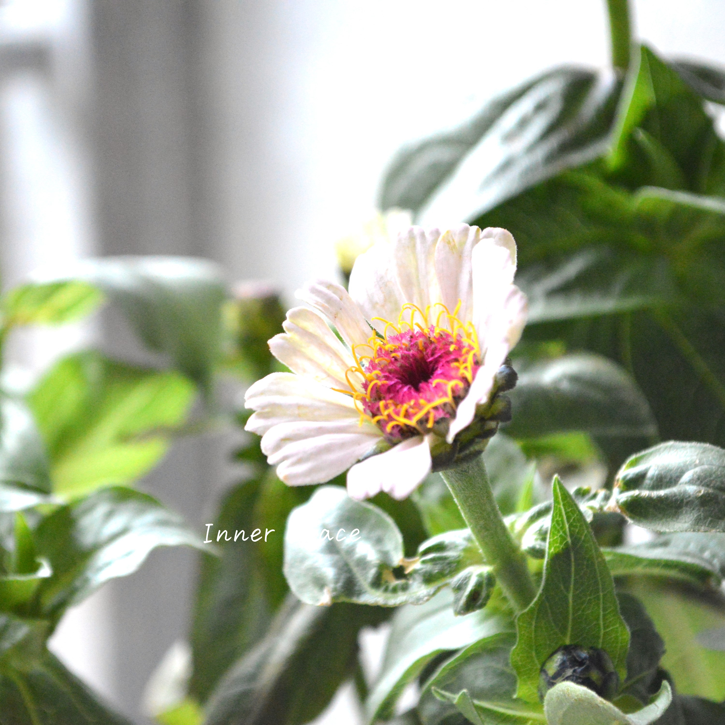 【かわいい】 ジニア 『シンデレラ・ライラック』 3.5寸POT