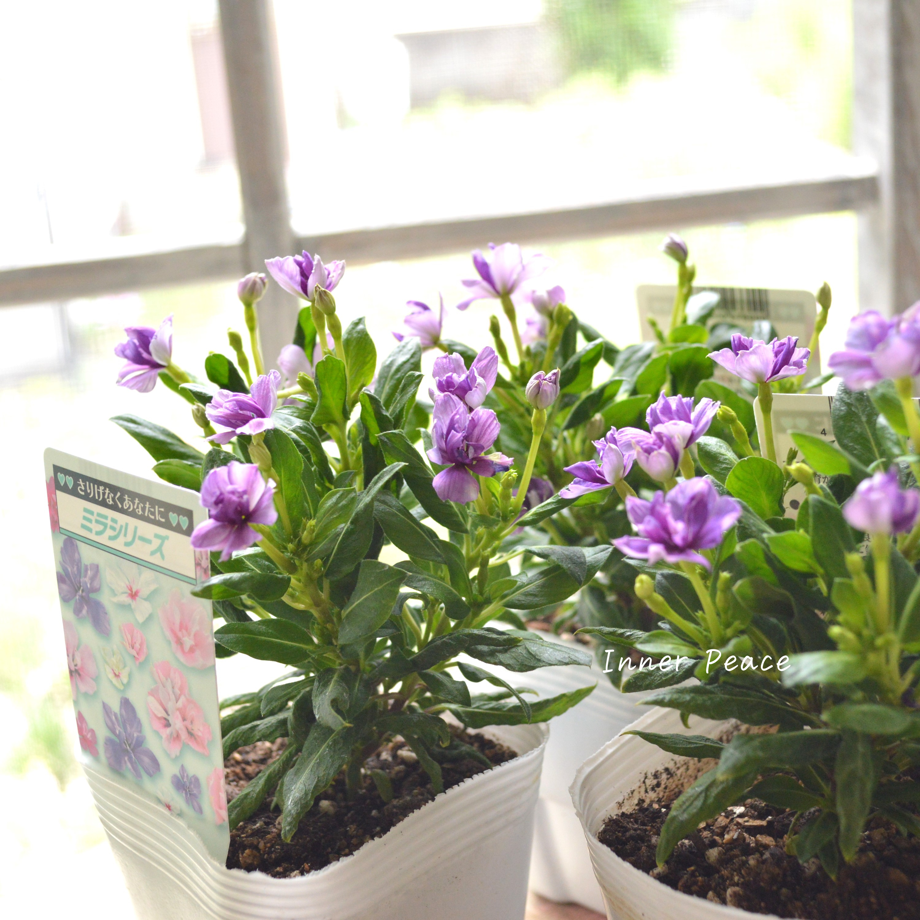 【北島園芸さん】 ニチニチソウ(八重咲き) 『ミラシリーズ・アクア』 3.5寸POT