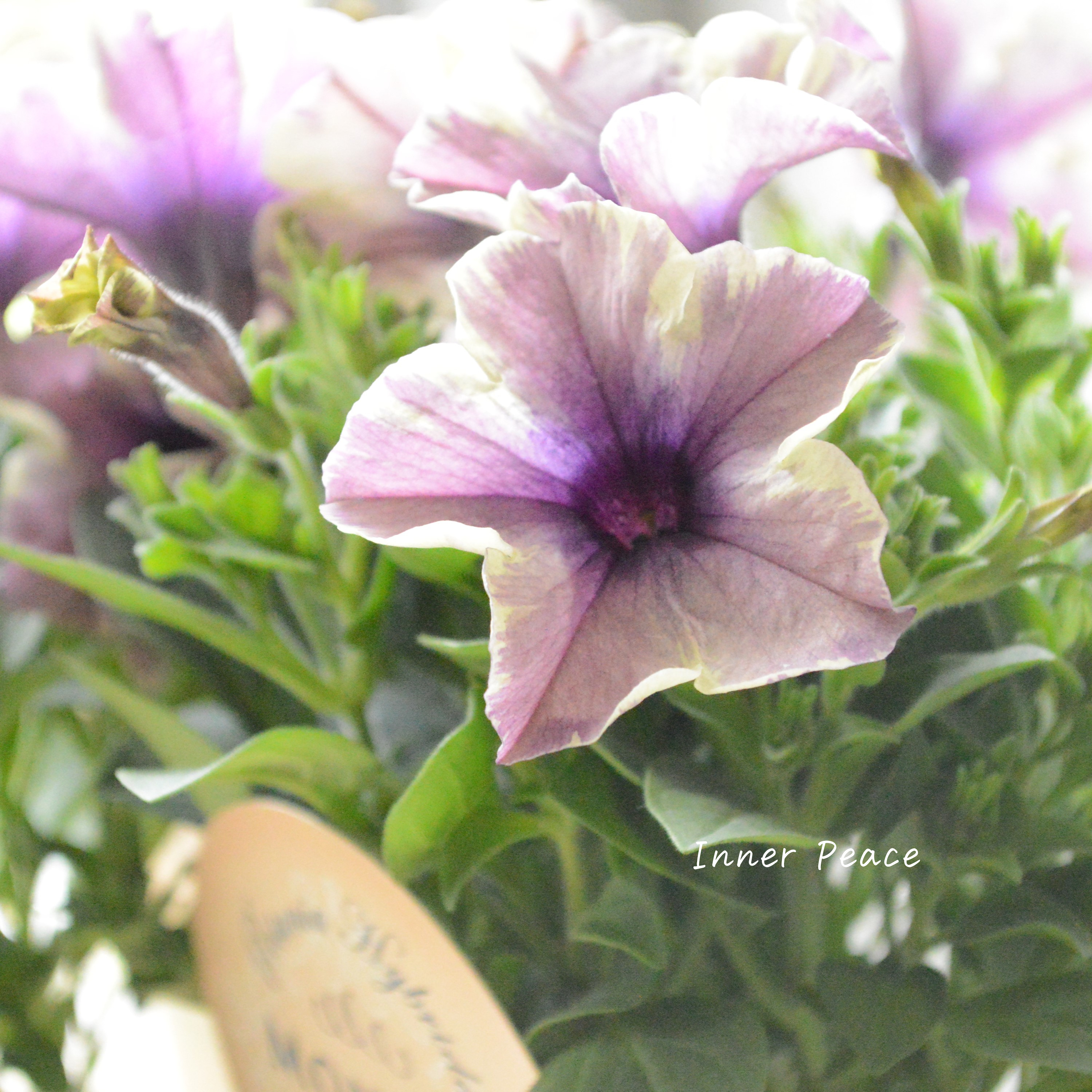 【花芳さんオリジナル】 ペチュニア 『モンローウォーク・ベールモーブシルバー』 3.5寸POT