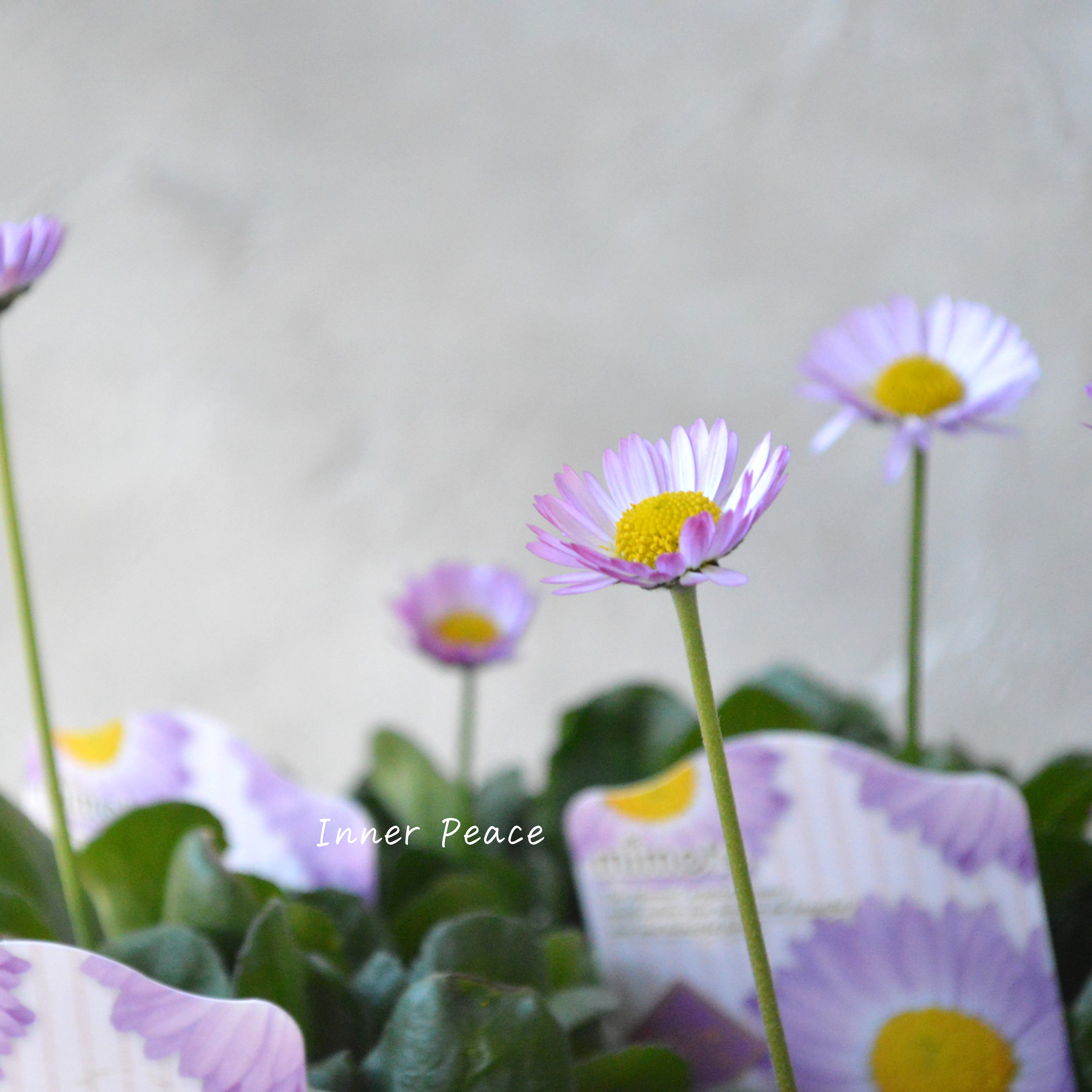 【見元園芸さん】 デージー 『ラベンダードリーム』 3寸POT