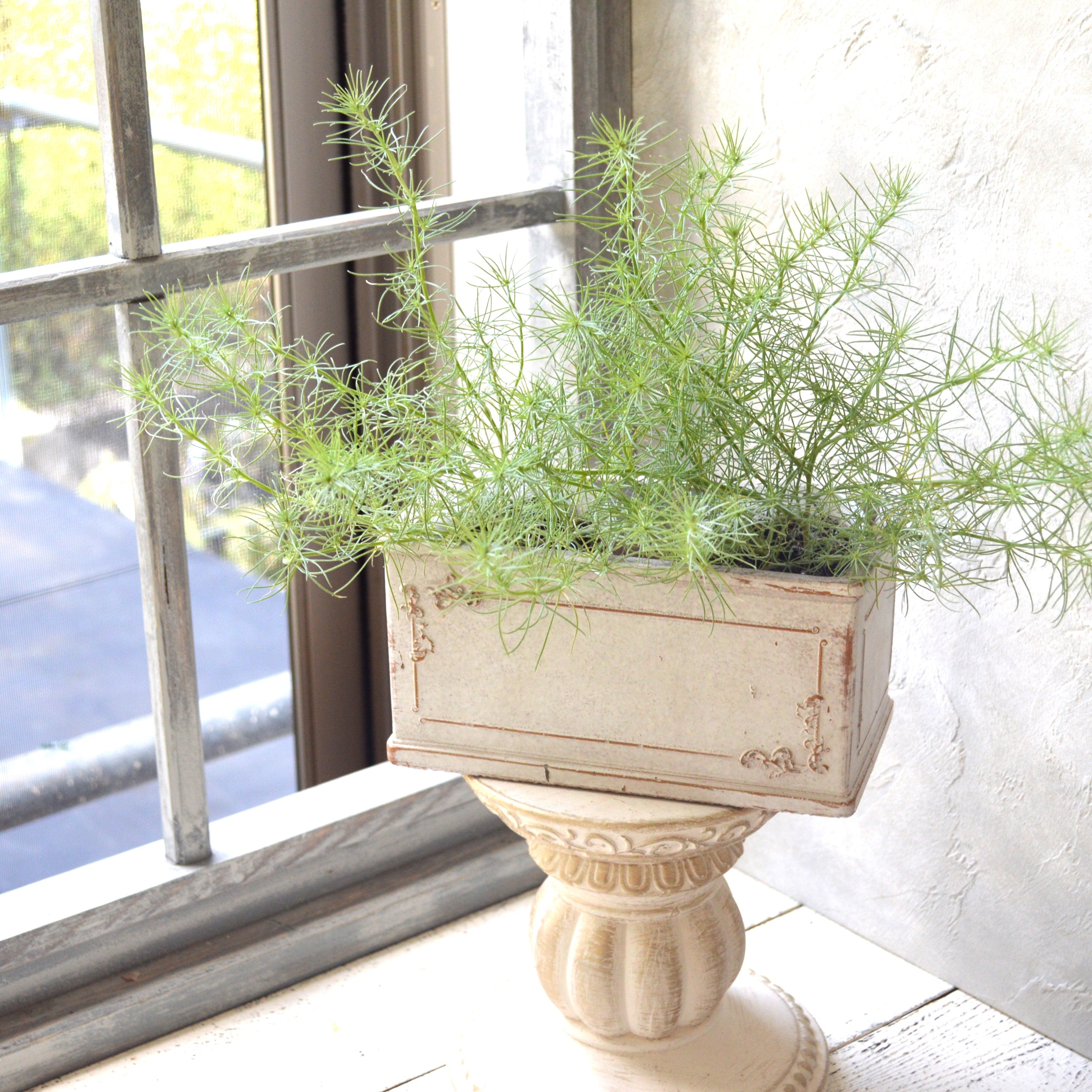 【ふわふわリーフ】ロータス『コットンキャンディー』 2.5寸POT