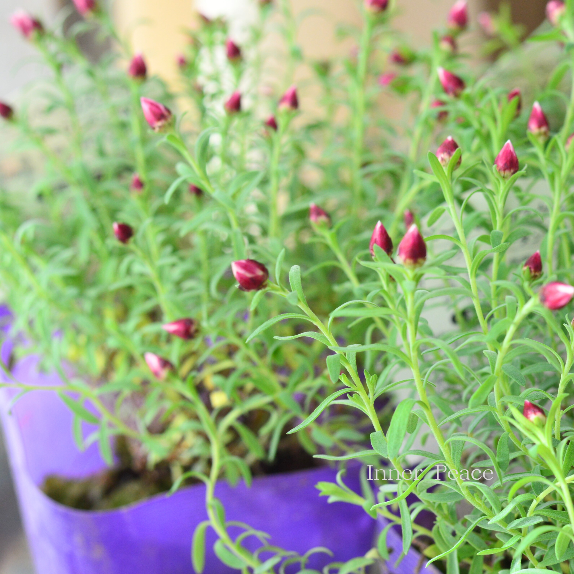 【個性的】 ペーパーカスケード 3寸POT