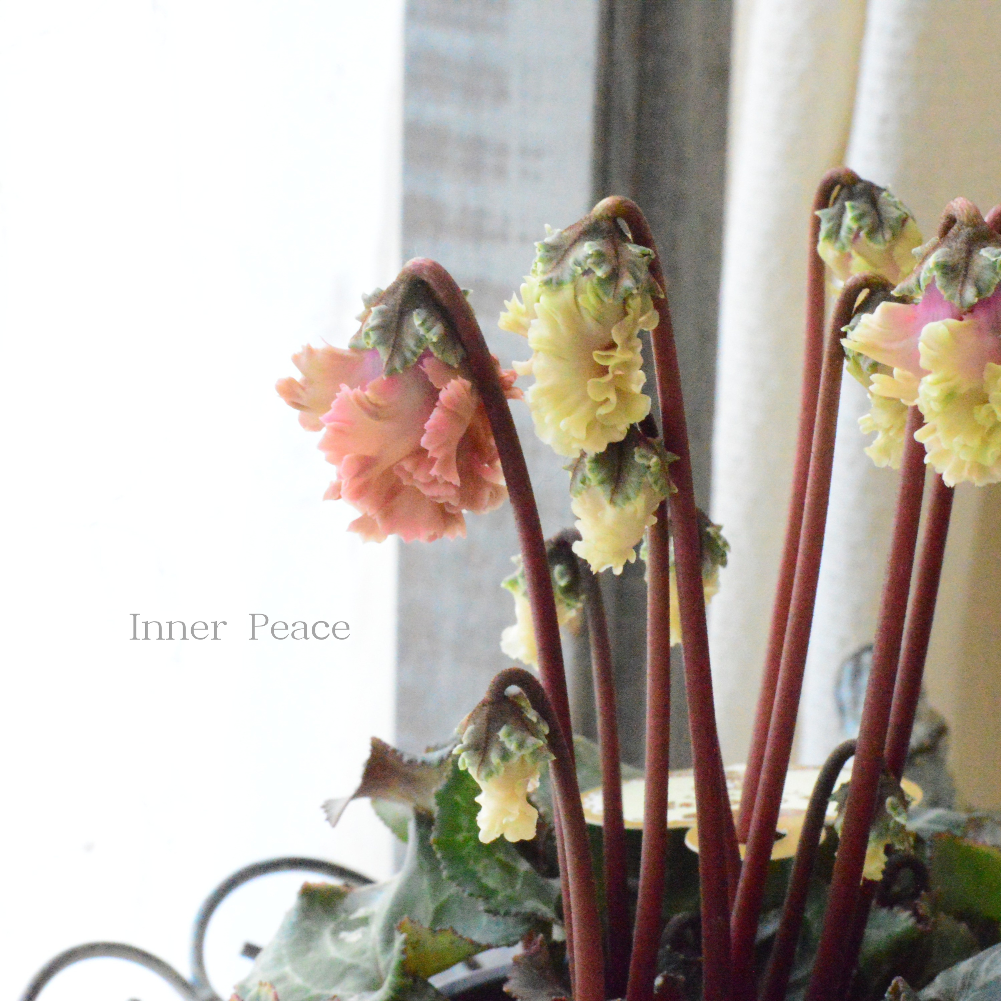 【希少】 ガーデンシクラメン 『森の妖精・アンティーク』 3寸ロング硬質POT