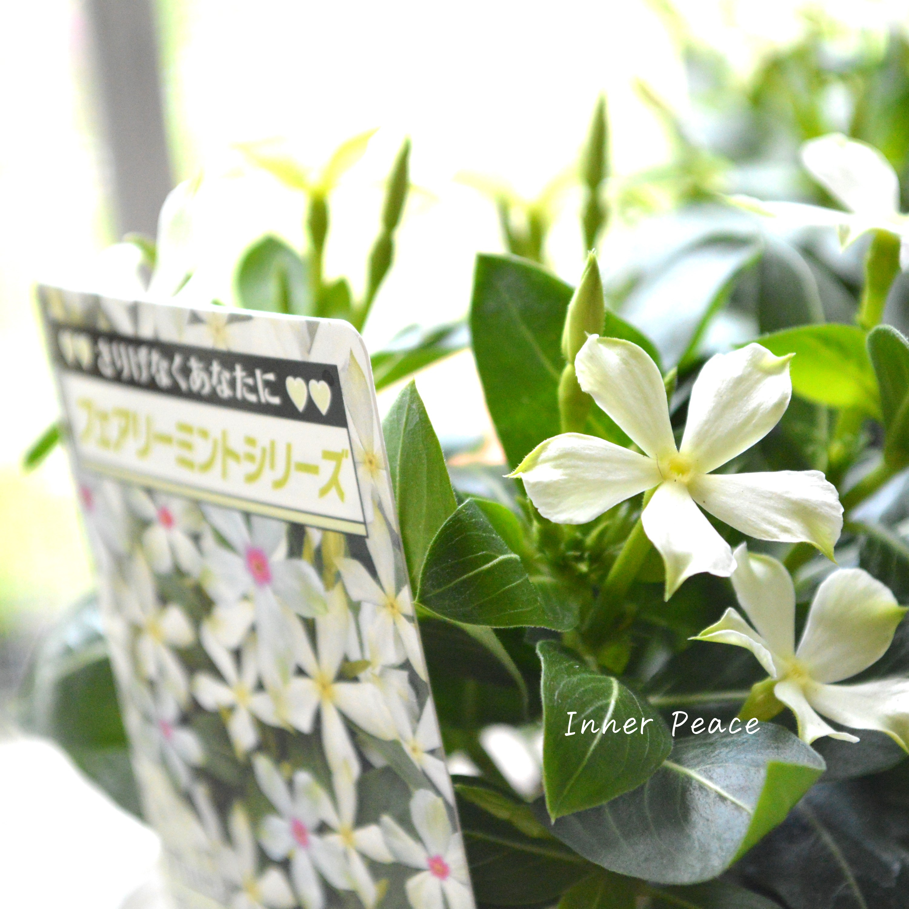 【北島園芸さん】 ニチニチソウ 『フェアリーミント・イエローアイ』 3.5寸POT