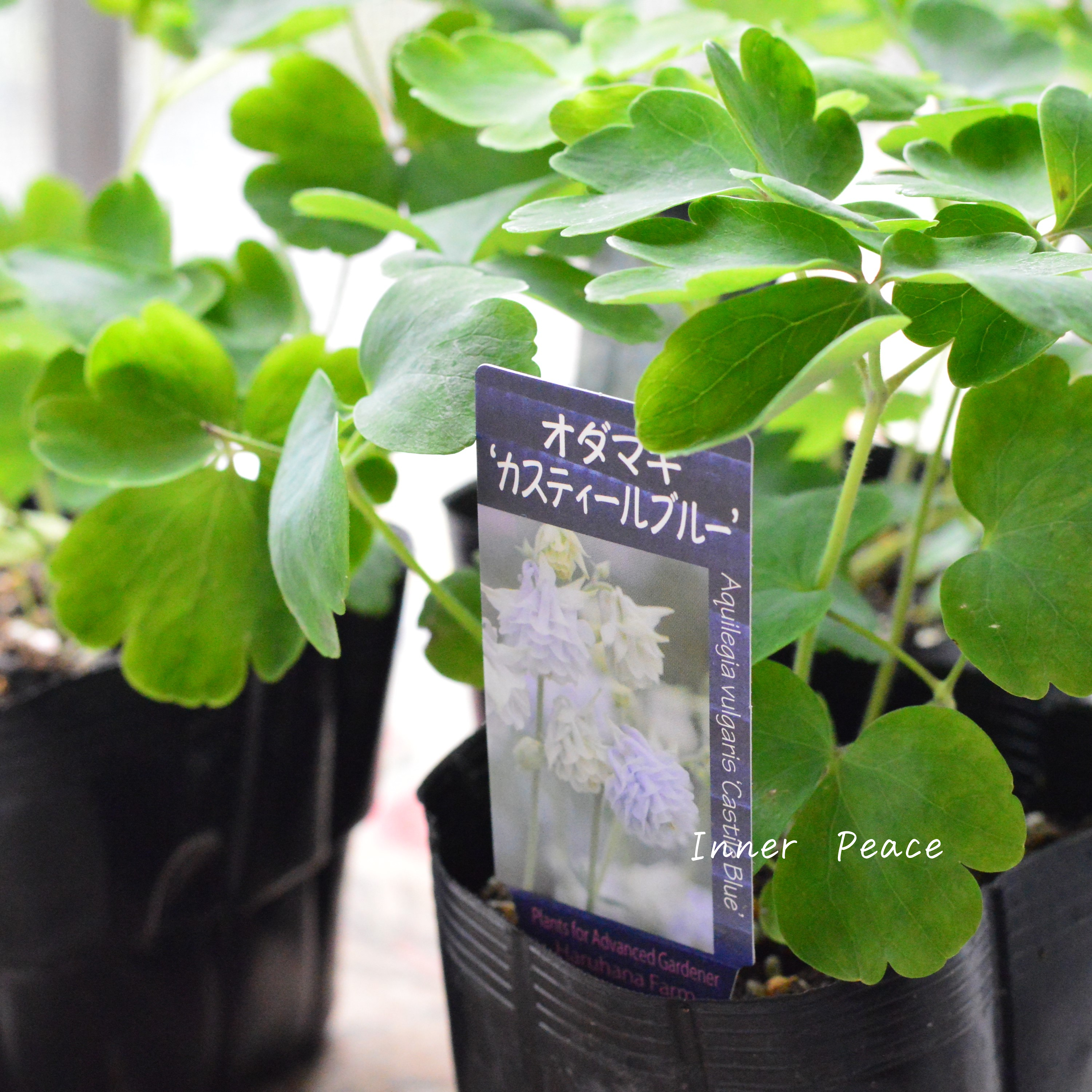 【希少】 八重咲きオダマキ 『カスティールブルー』 3.5寸POT