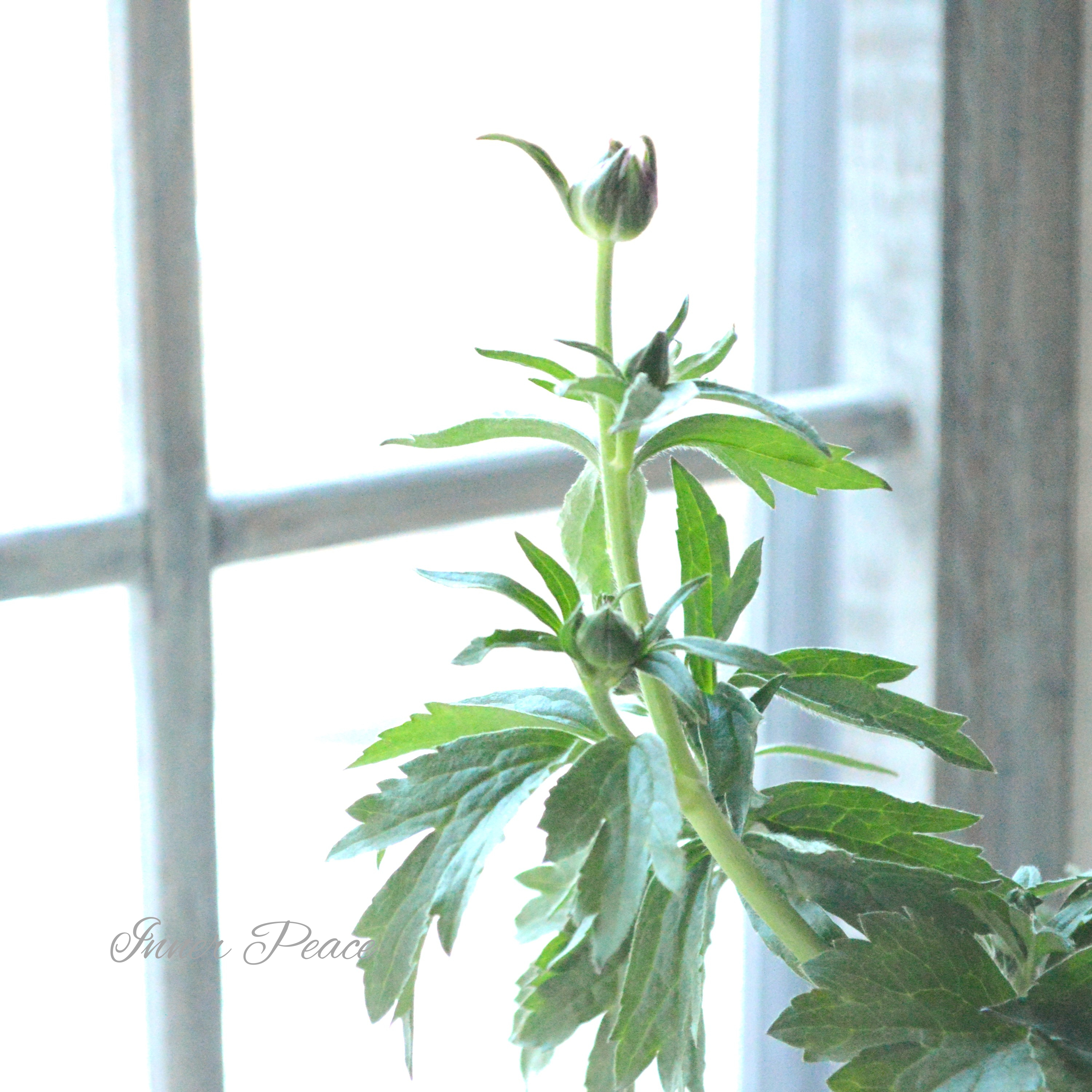 【美しい】 ラナンキュラス・ラックス 『ティーバ』 3.5寸POT