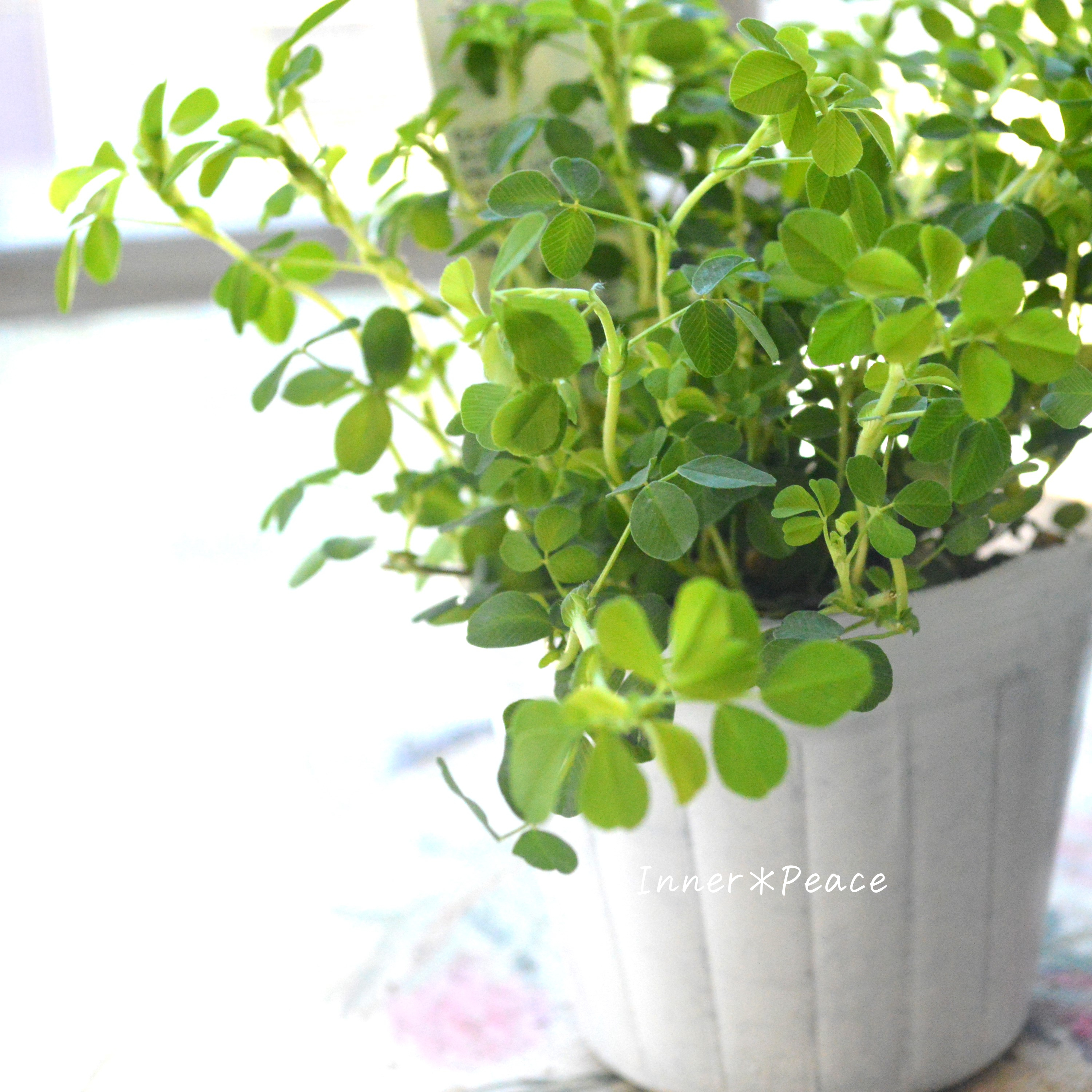 【かわいい】 トリフォニウム 『イエローリボン』 3寸POT