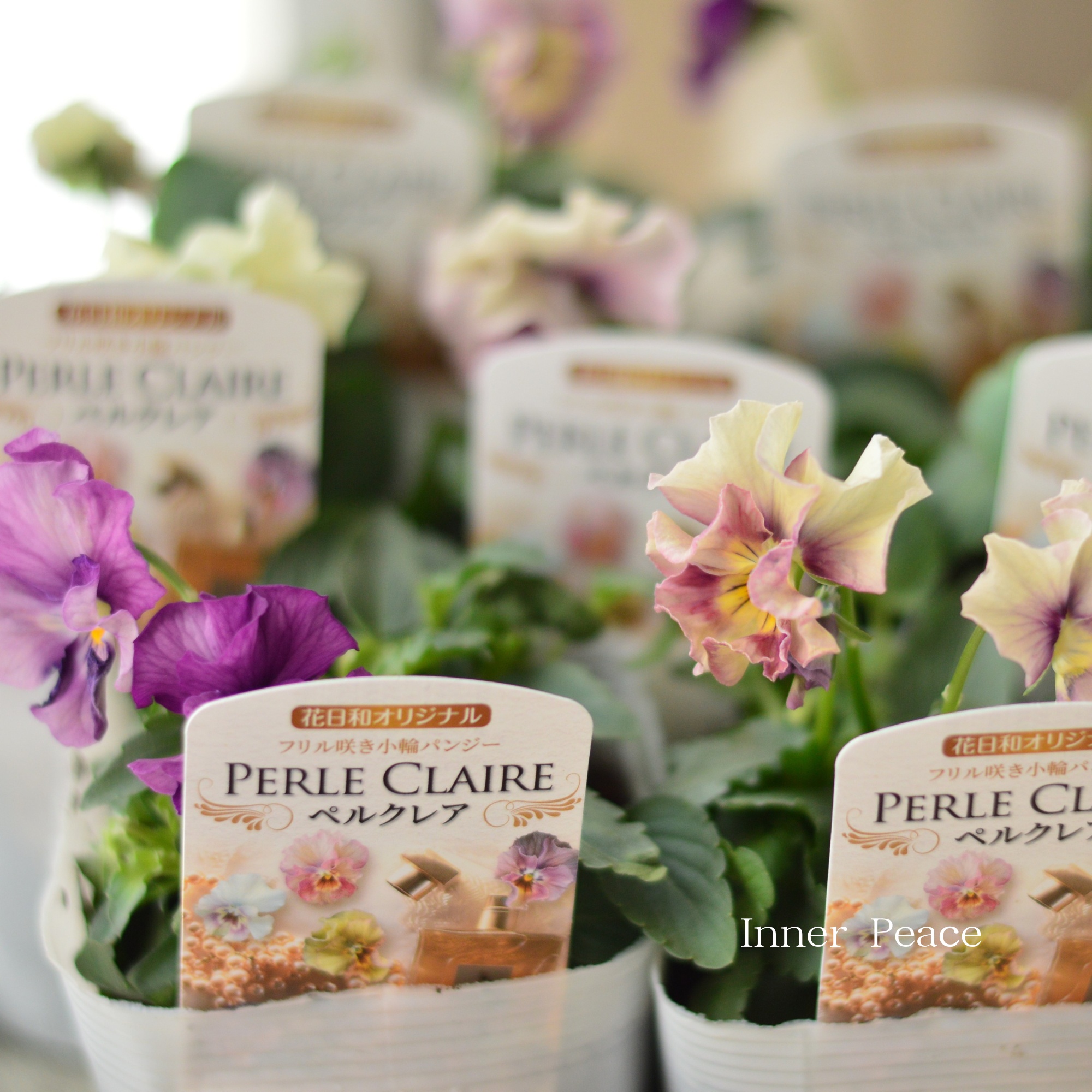 【花日和さん】 ミニパンジー 『ペルクレア』 3.5寸POT