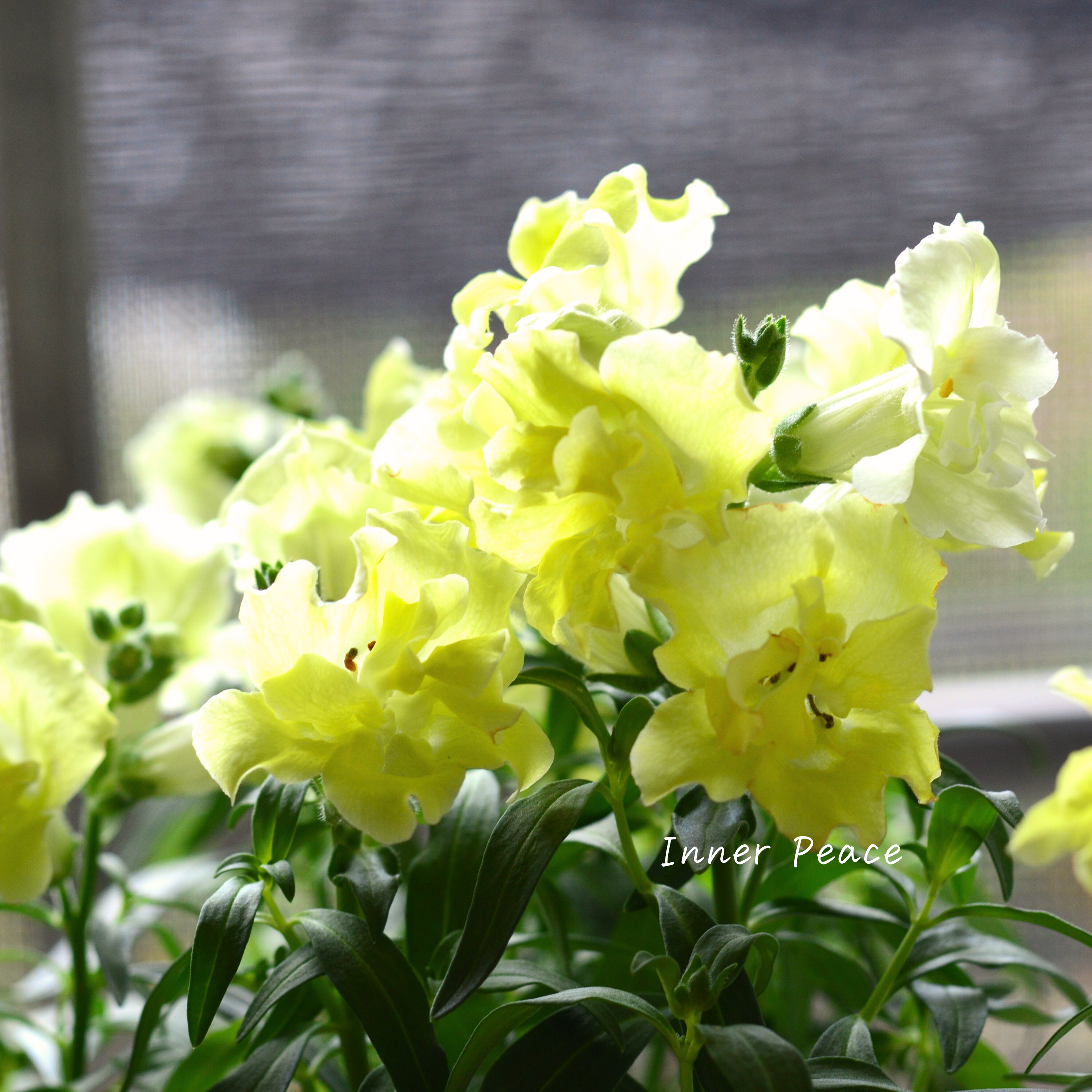 【かわいい】 キンギョソウ・トゥイニー 『イエロー』 3寸ロングPOT