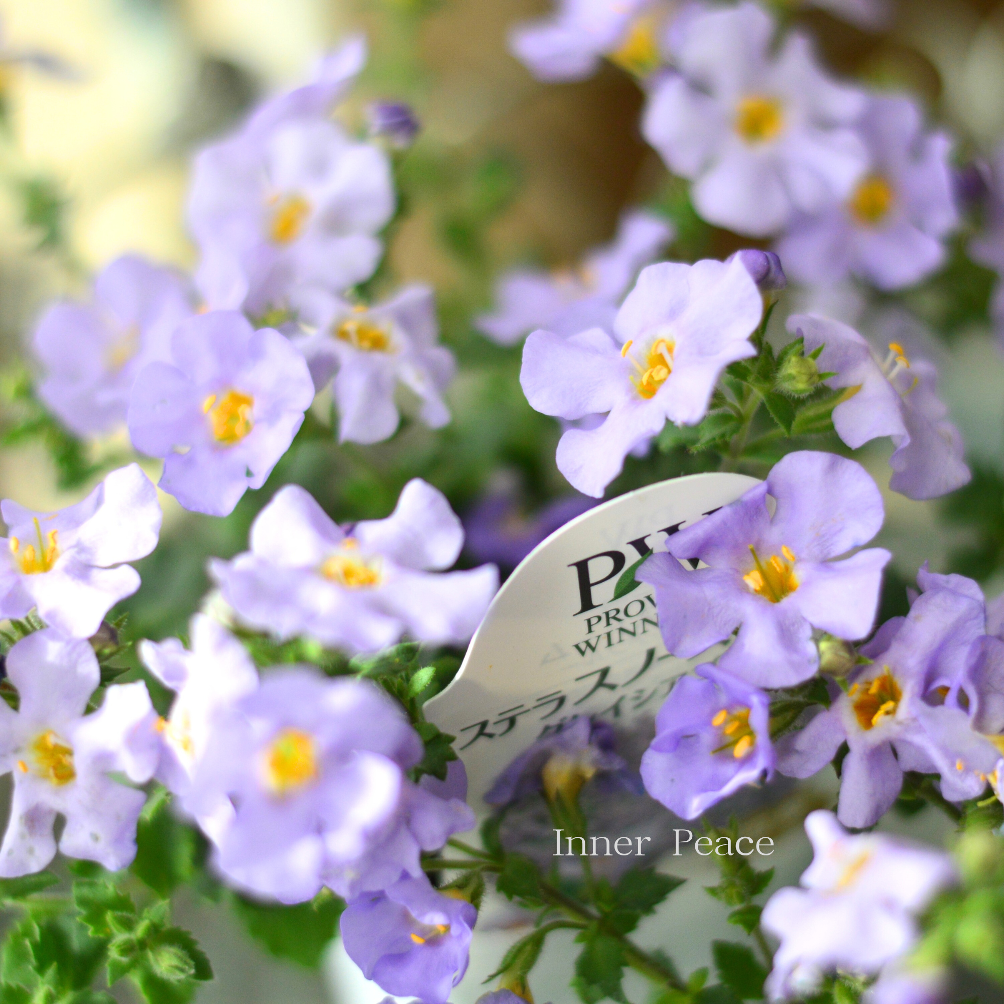 【PW】 ステラ 『スノーストーム・グレイシアブルー』 2.5寸ロングPOT