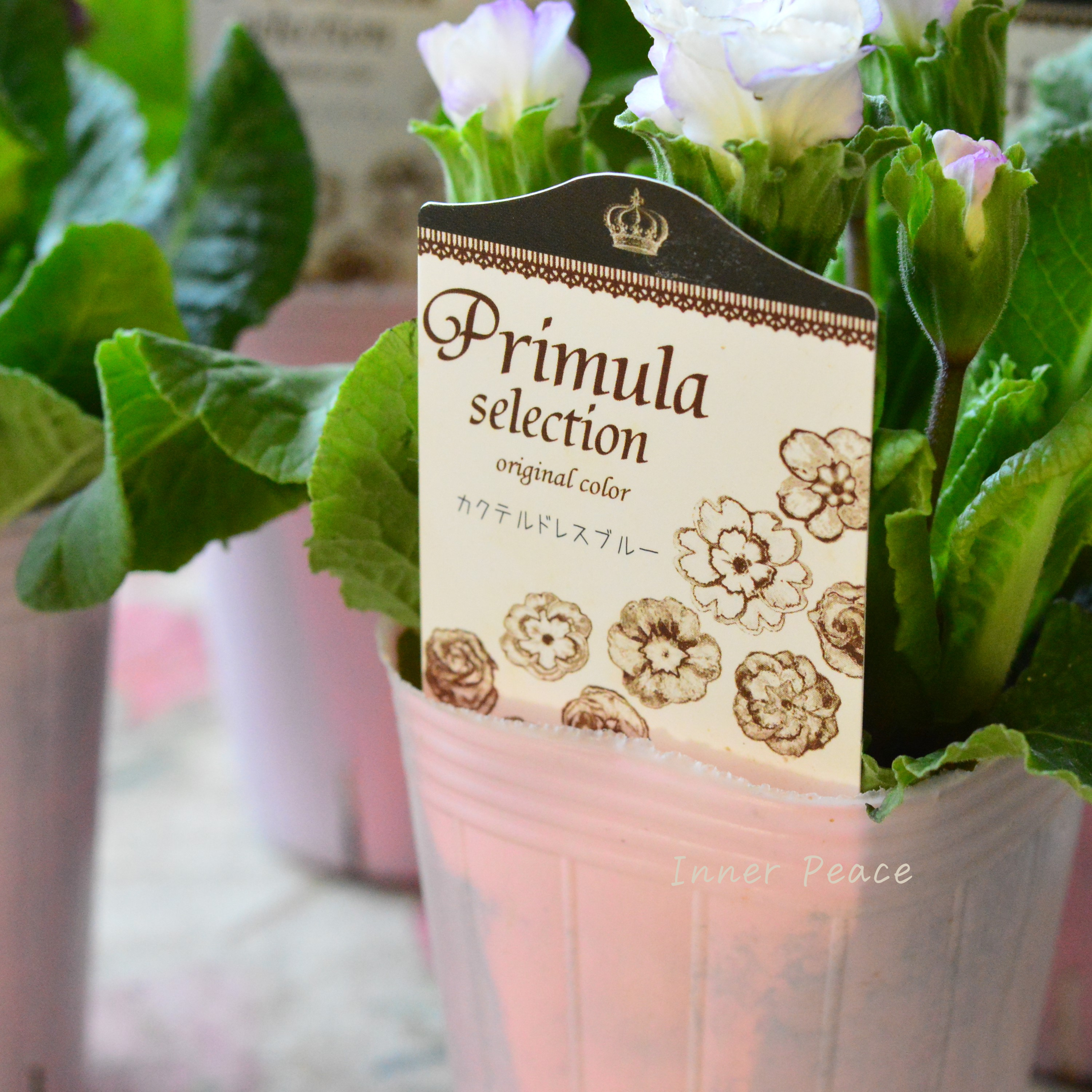 【k-plantsさん】 バラ咲き プリムラ 『カクテルドレス・ブルー』 2.5寸ロングPOT